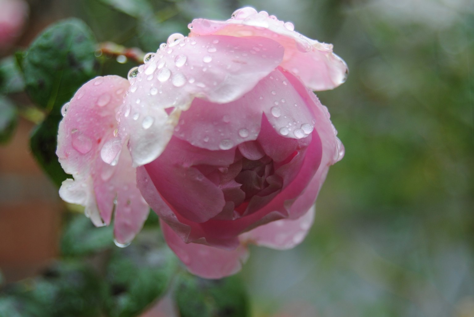 Rosa rosa con gocce d'acqua su petali e foglie