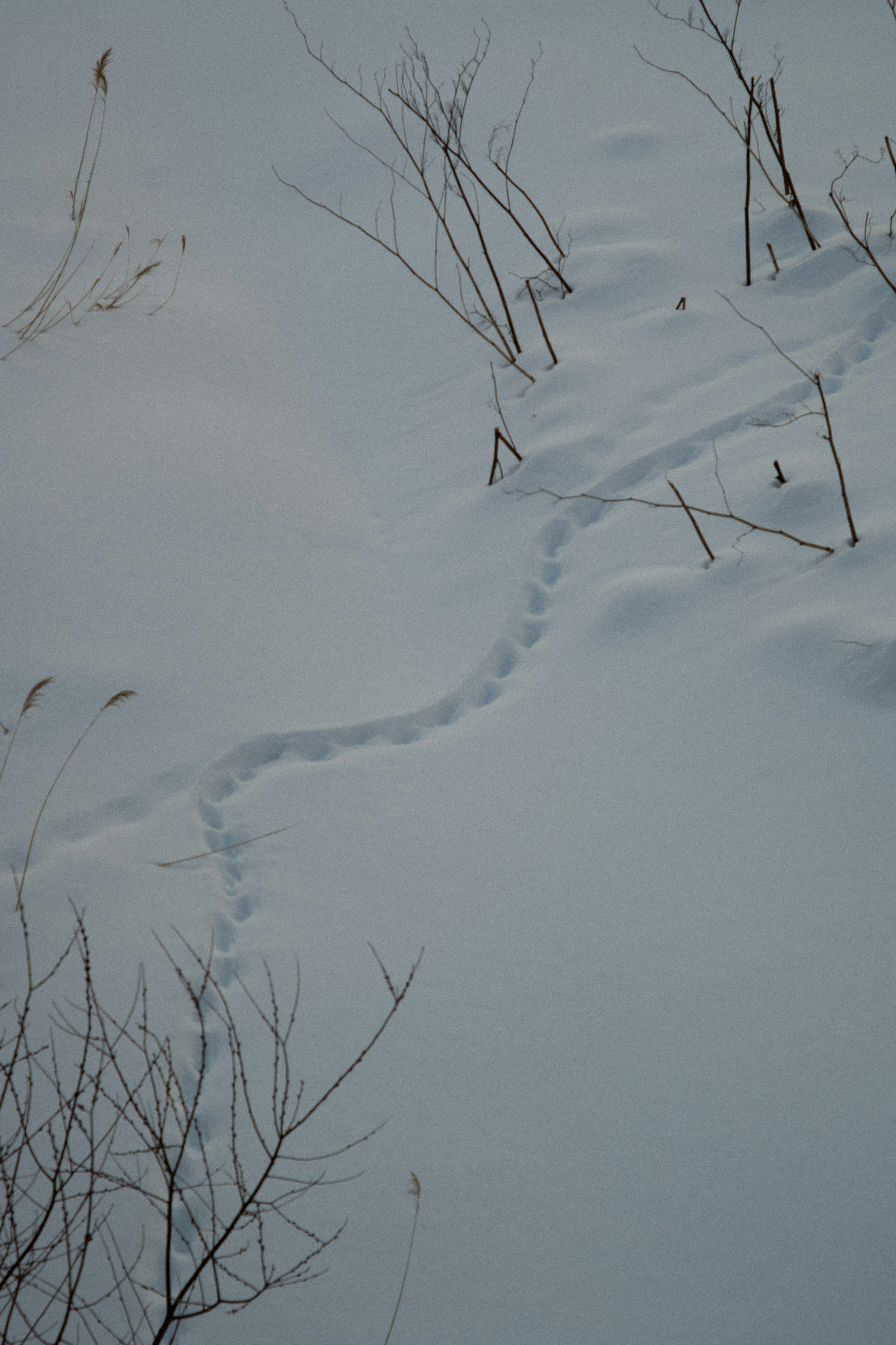 雪の上に残された動物の足跡と枯れた草