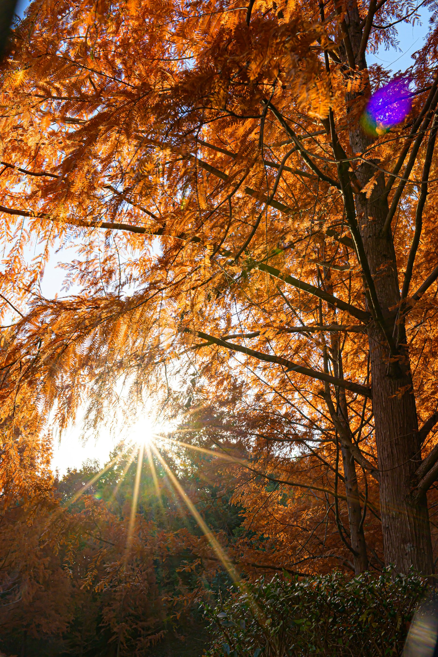 秋のオレンジ色の葉を持つ木々と太陽の光が差し込む風景