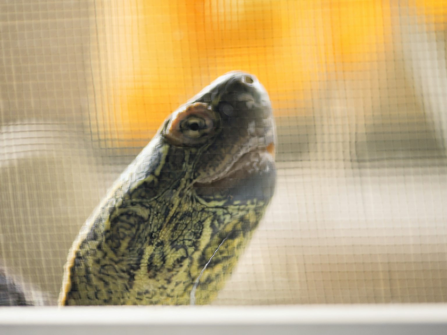 Gros plan de la tête d'une tortue vue à travers un écran en maille