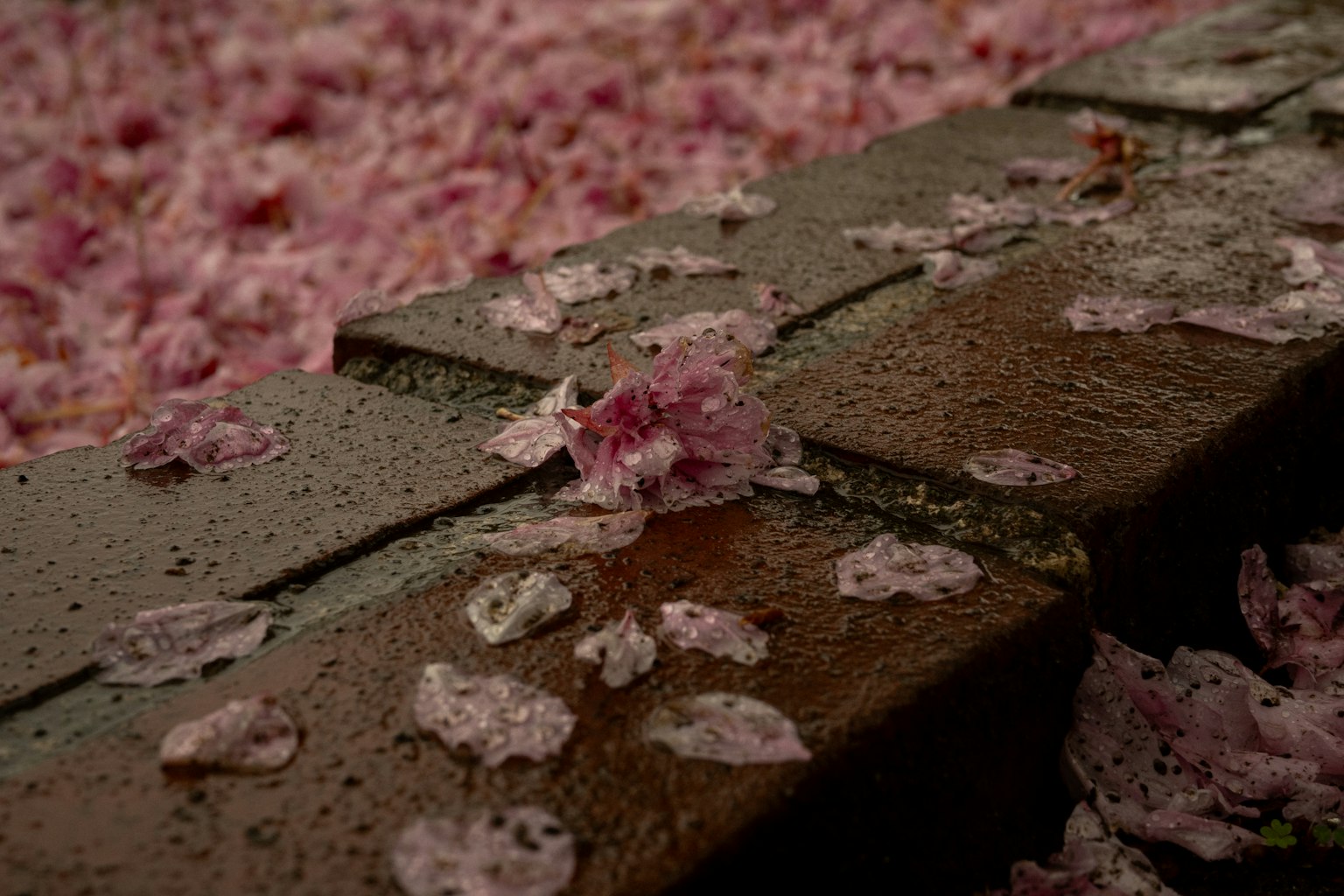 Sentiero in mattoni bagnato coperto di petali di ciliegio rosa caduti