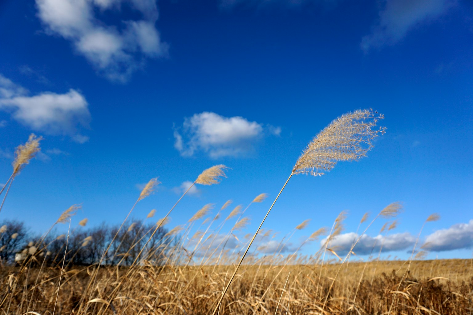 Erba dorata che ondeggia sotto un cielo blu con nuvole bianche