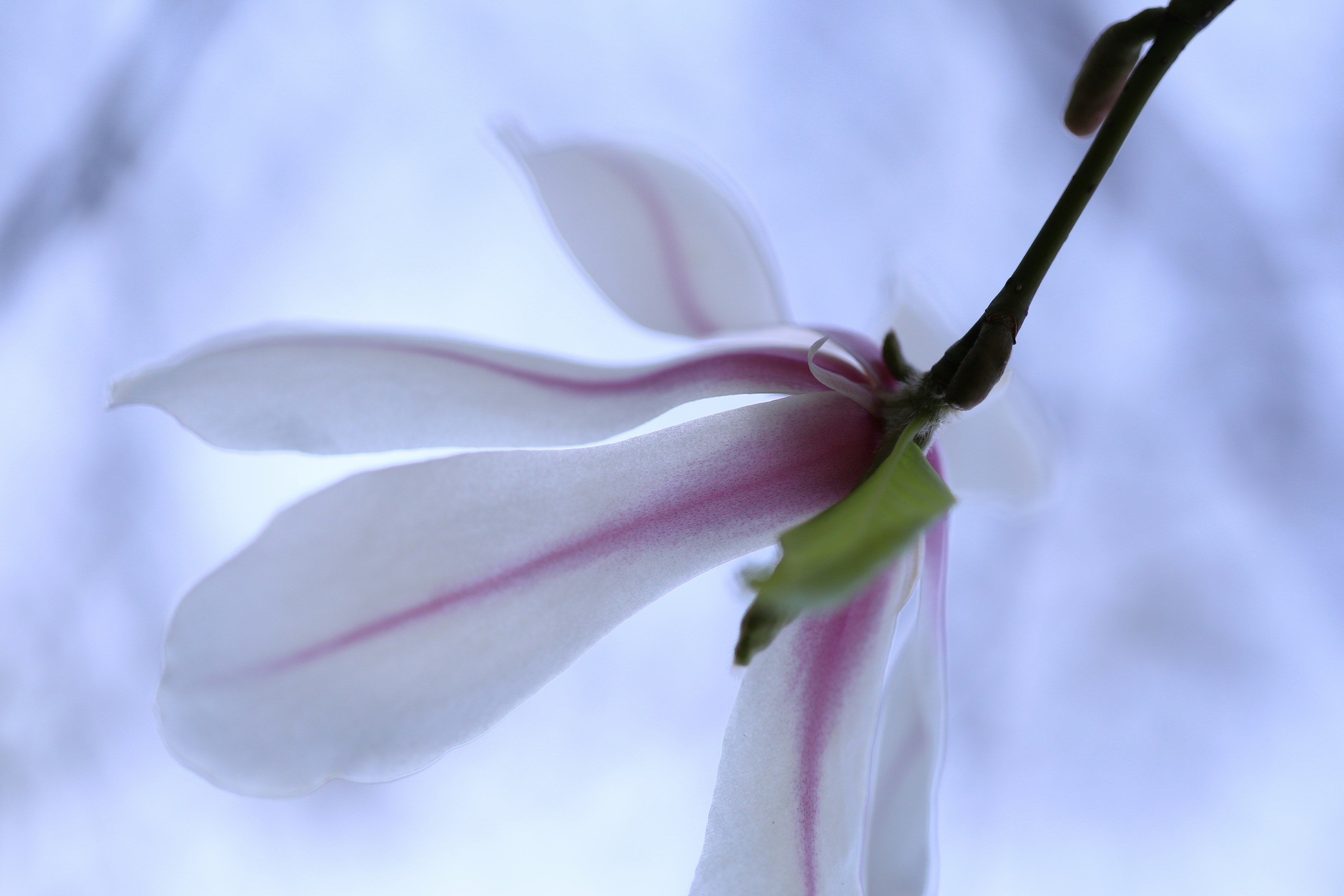 Primer plano de pétalos de flores blancas y capullo
