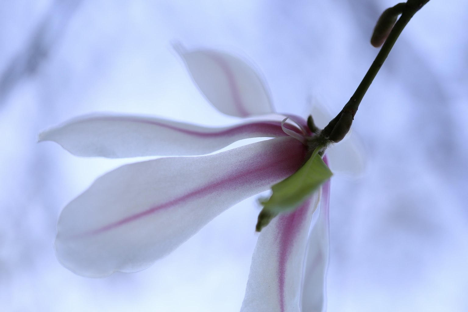 Primo piano di un fiore di magnolia con petali bianchi e strisce rosa