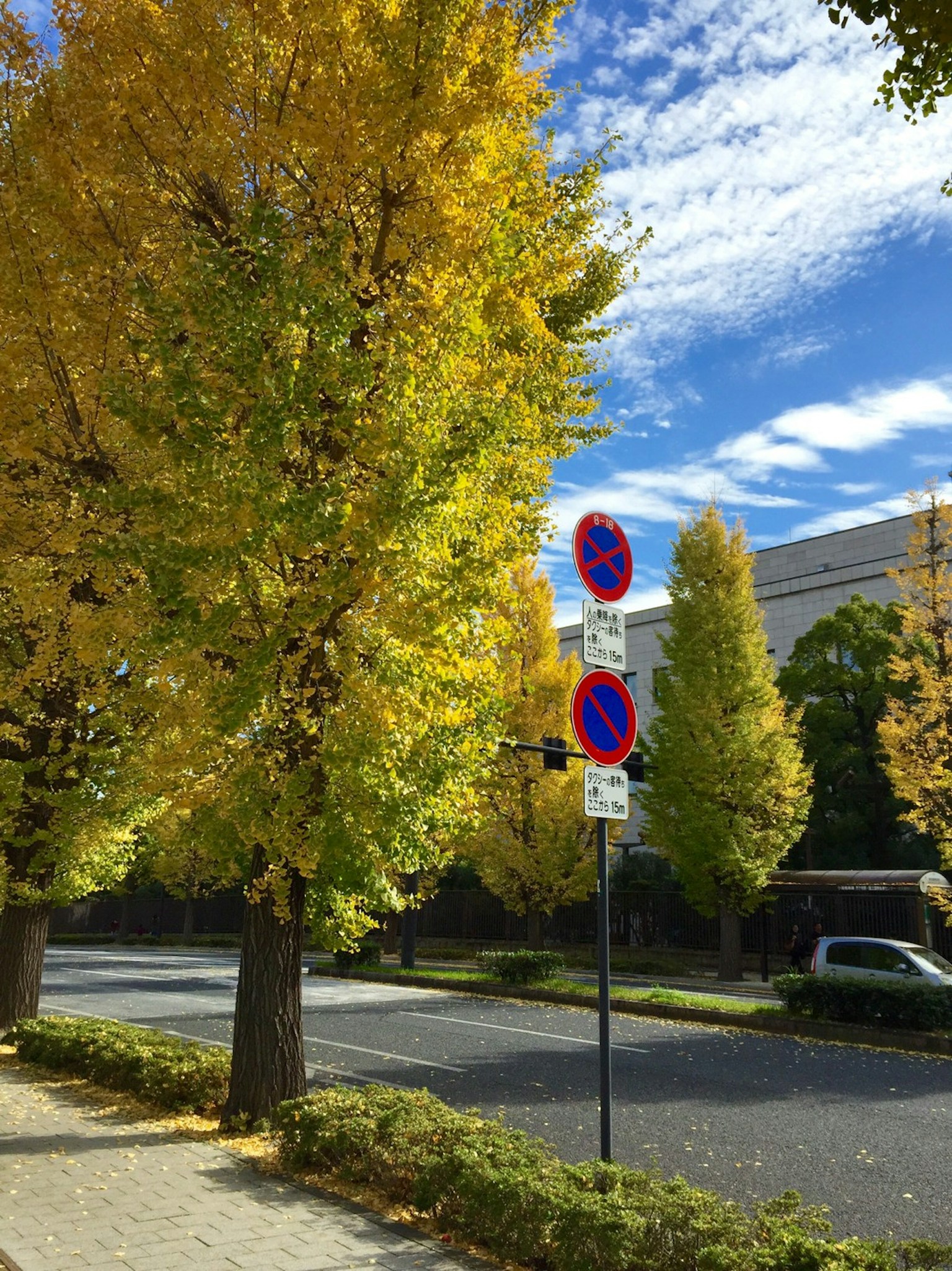 Street scene featuring ginkgo trees with autumn leaves