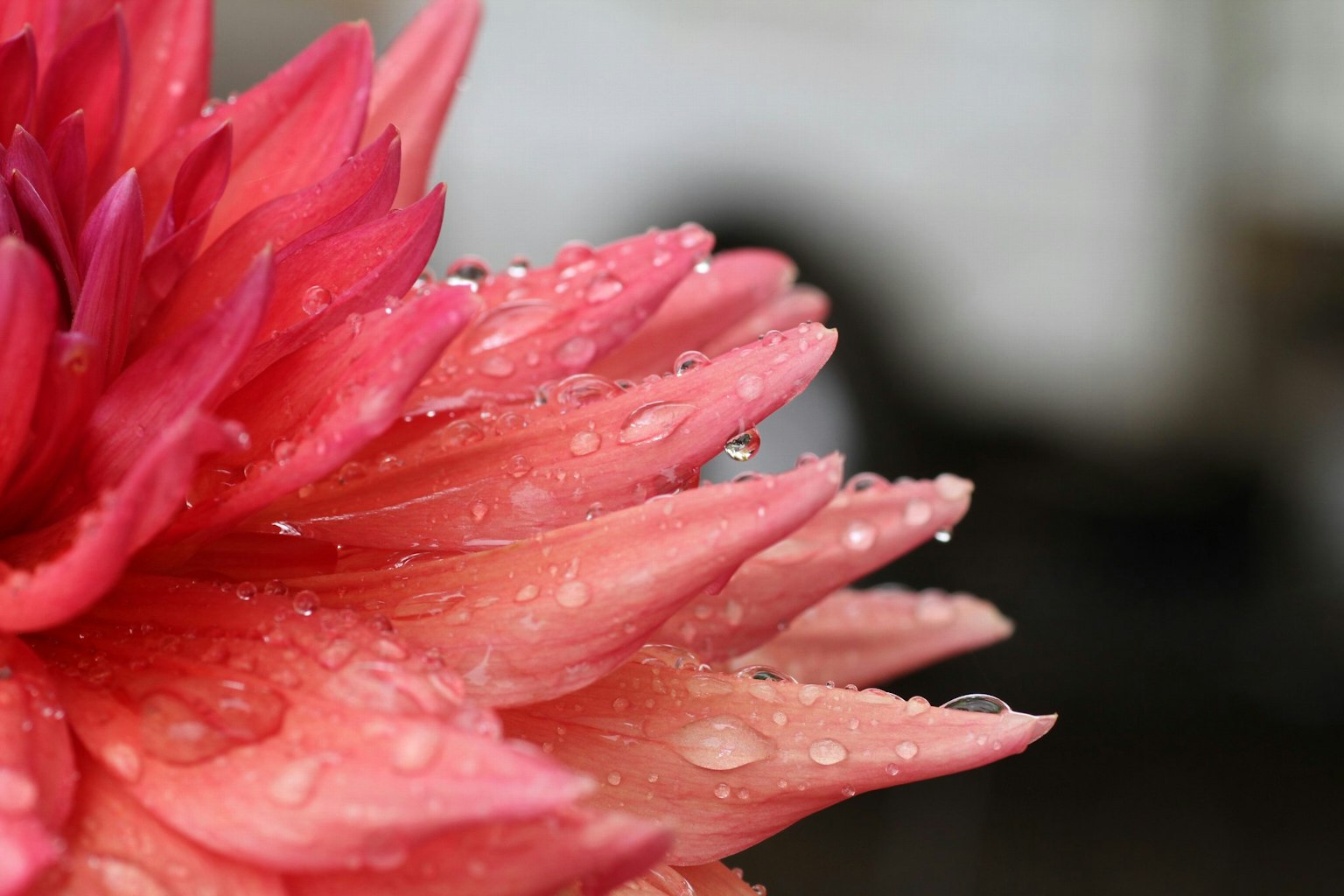 Primo piano di petali di fiori rosa con gocce d'acqua