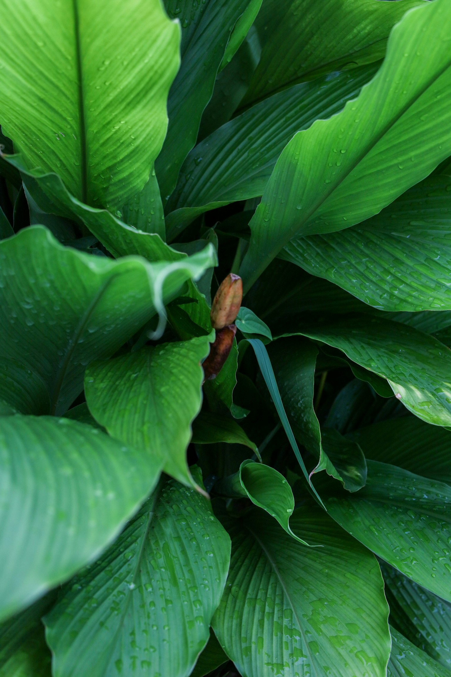 Acercamiento de una planta con hojas verdes y un nuevo brote