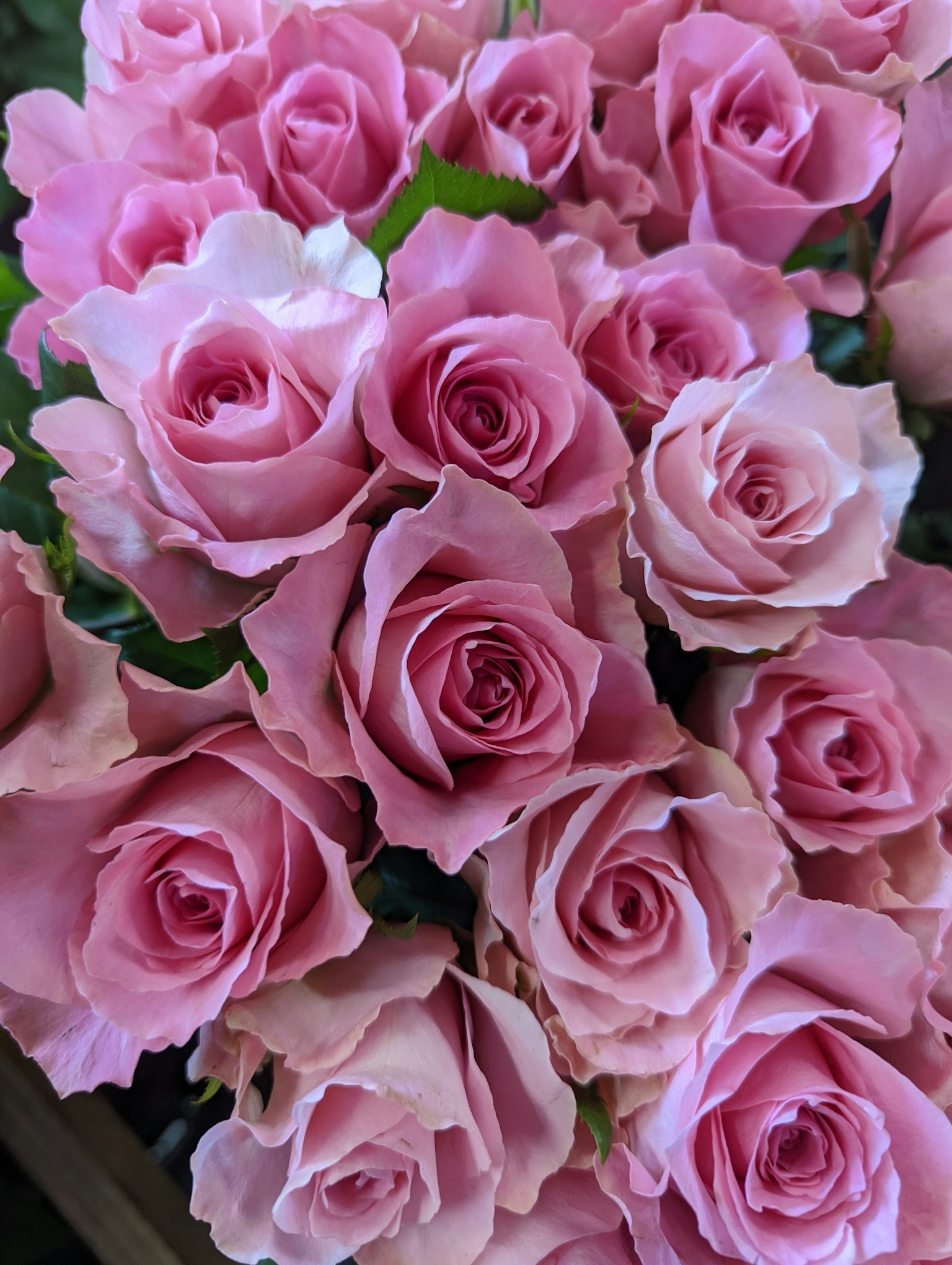 Sekumpulan mawar pink yang padat