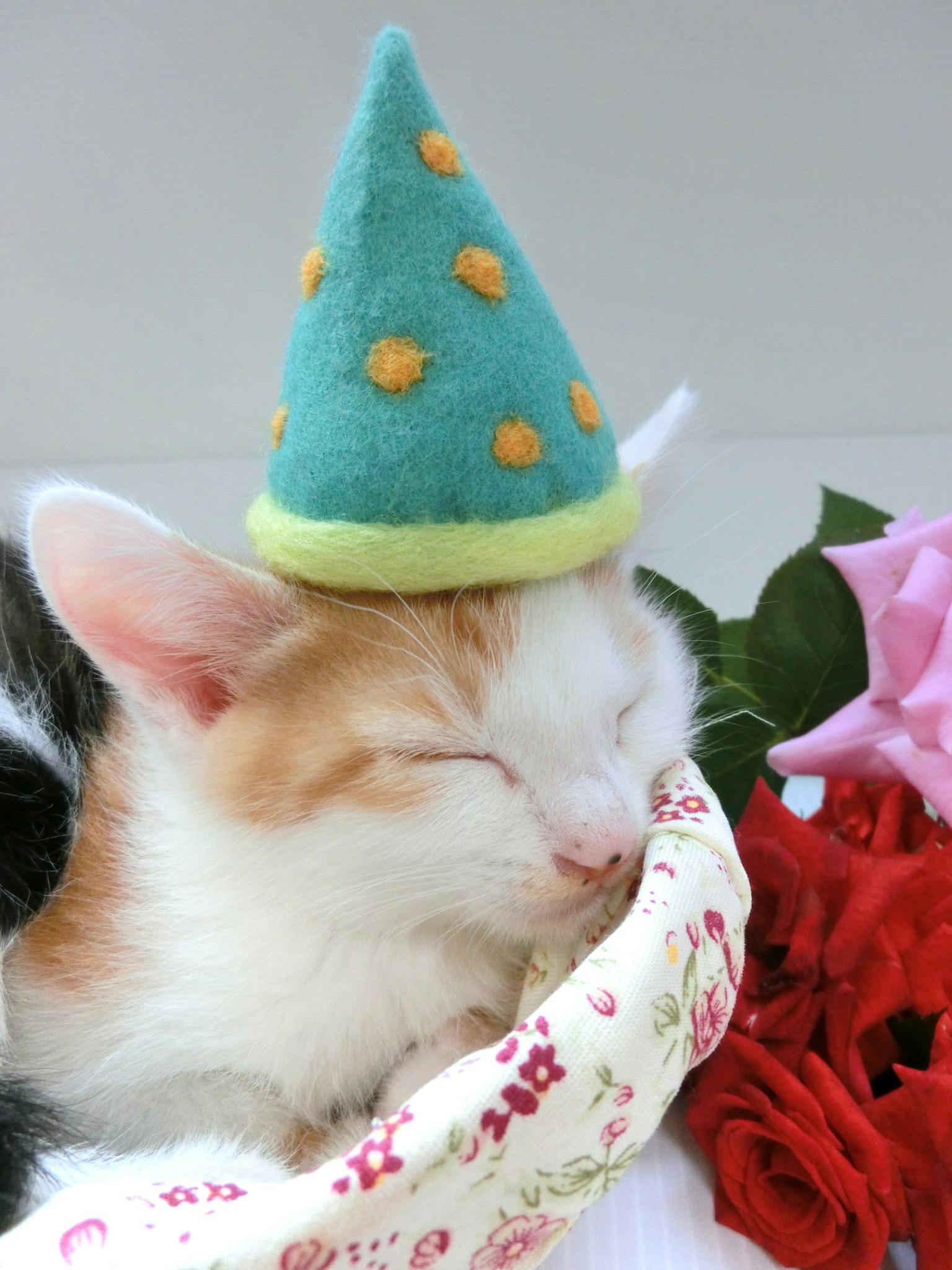 Seekor kucing tidur di samping bunga mengenakan topi pesta biru