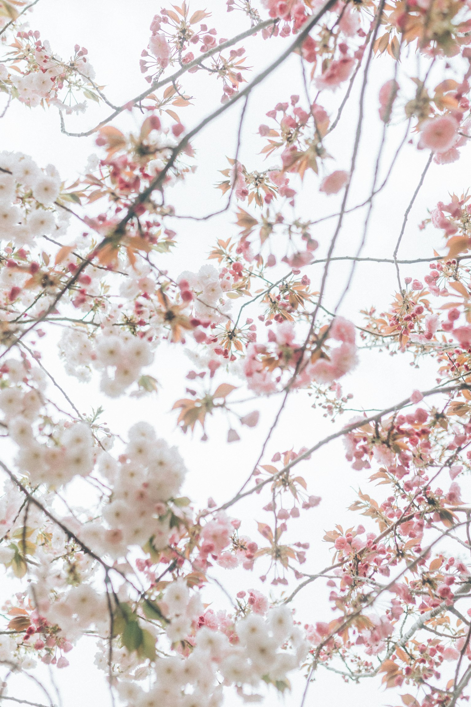 Delicadas flores de cerezo rosas y blancas se extienden contra el cielo