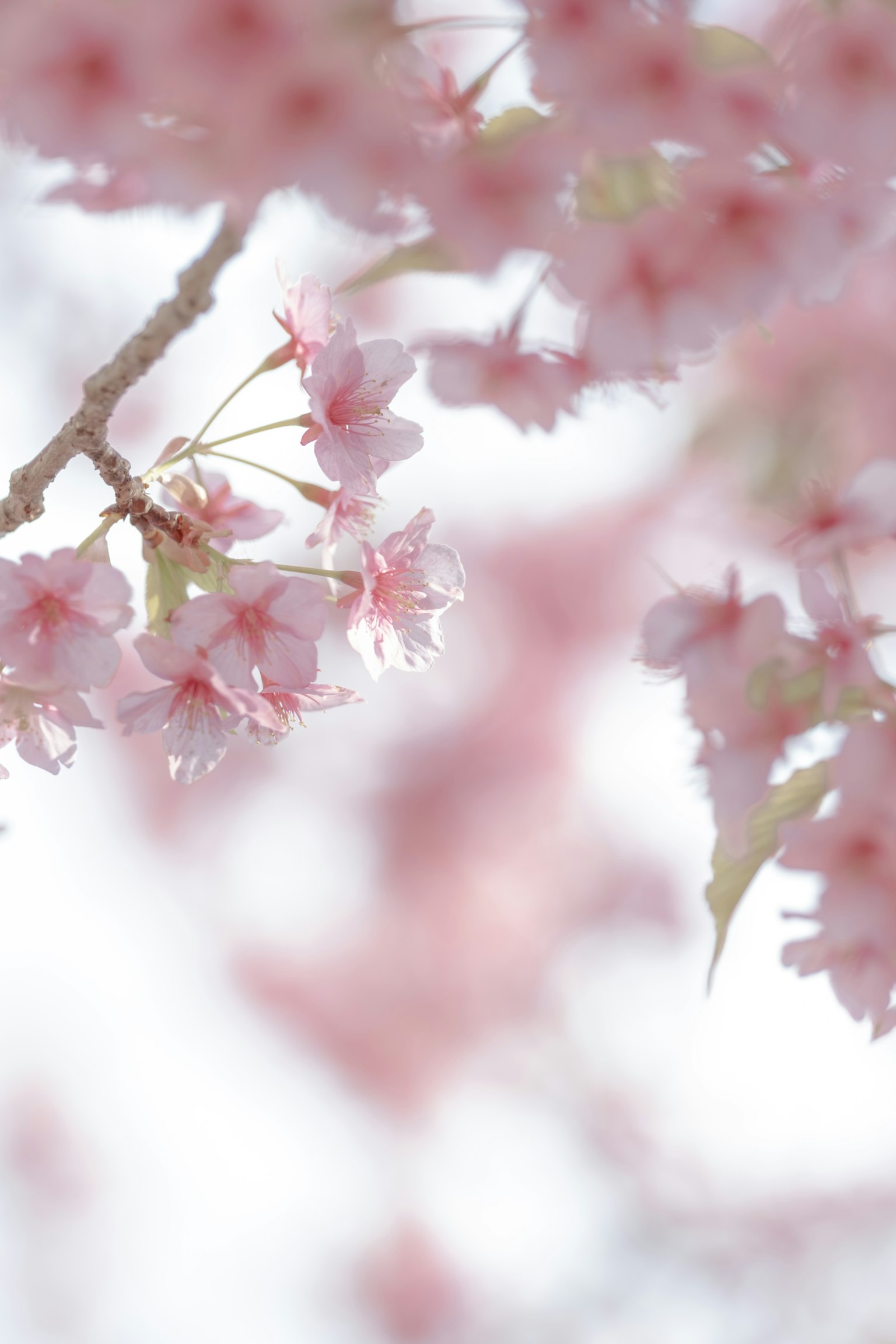 Close-up bunga sakura pink lembut di cabang