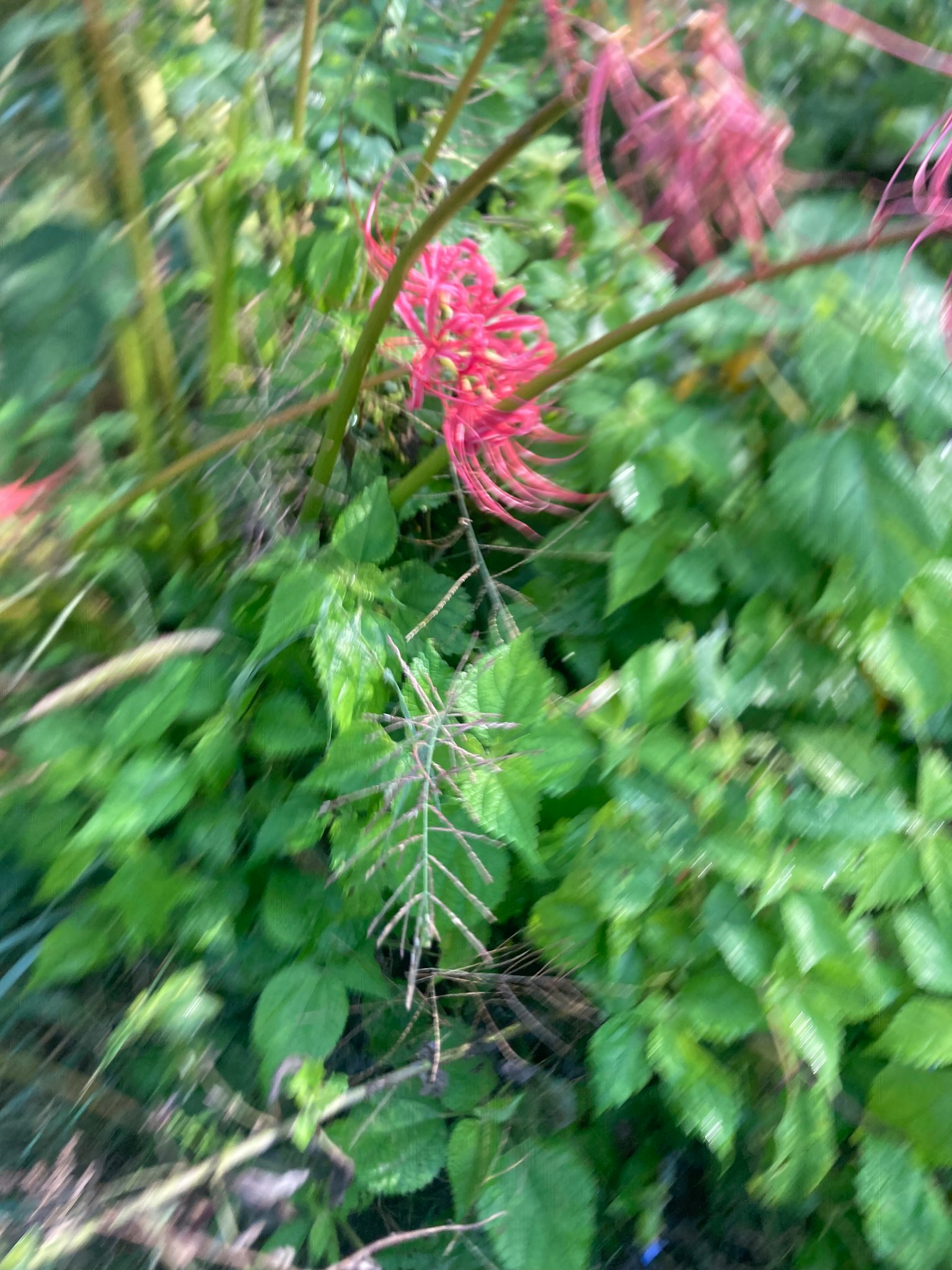 鮮やかな赤い花と緑の葉が混在する植物のクローズアップ