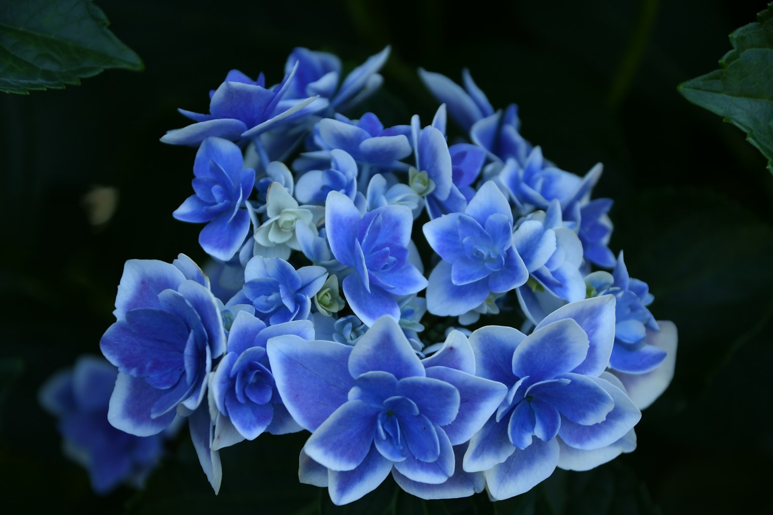 Karangan bunga biru yang indah