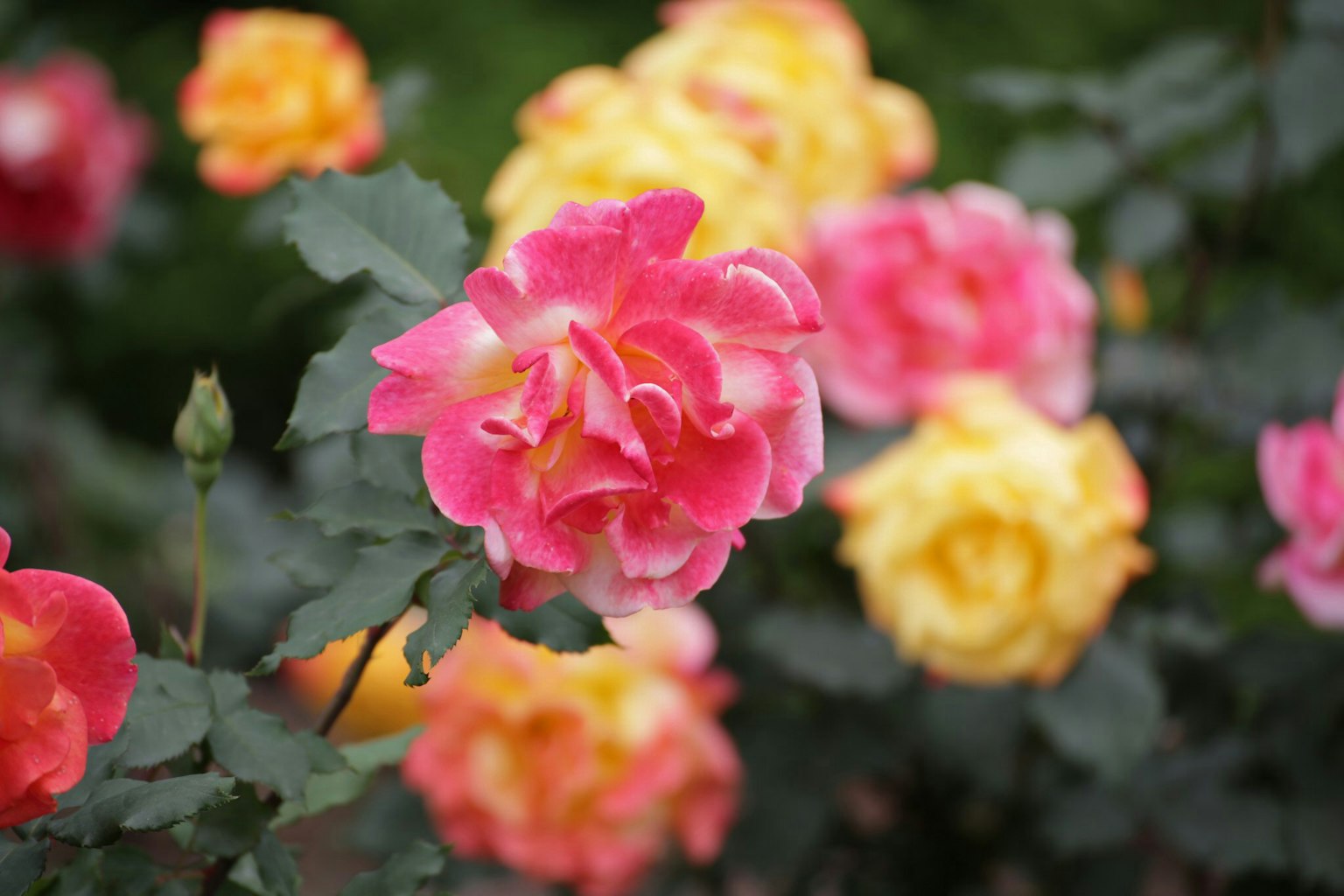 Rosas coloridas en flor en un jardín