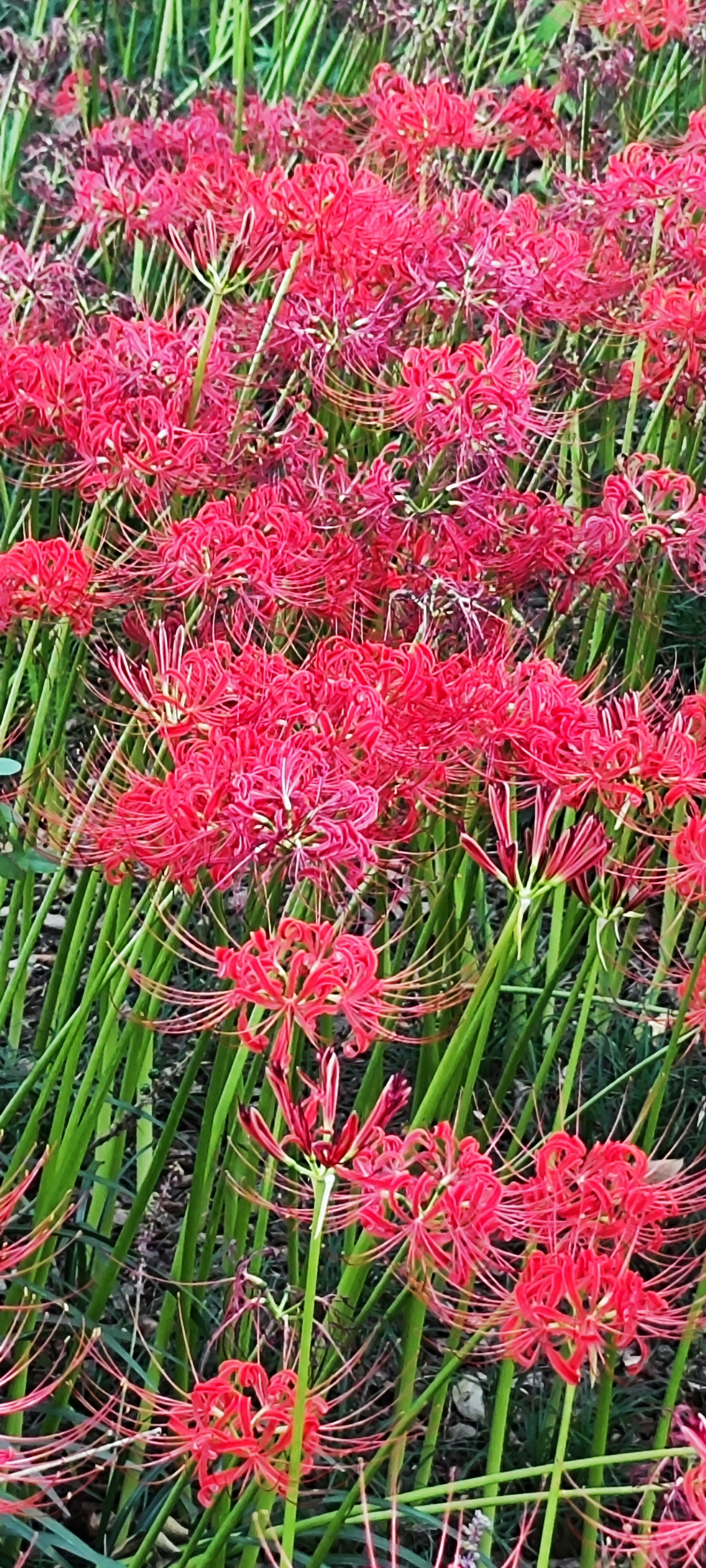 Ein Feld mit blühenden roten Spinnenlilien