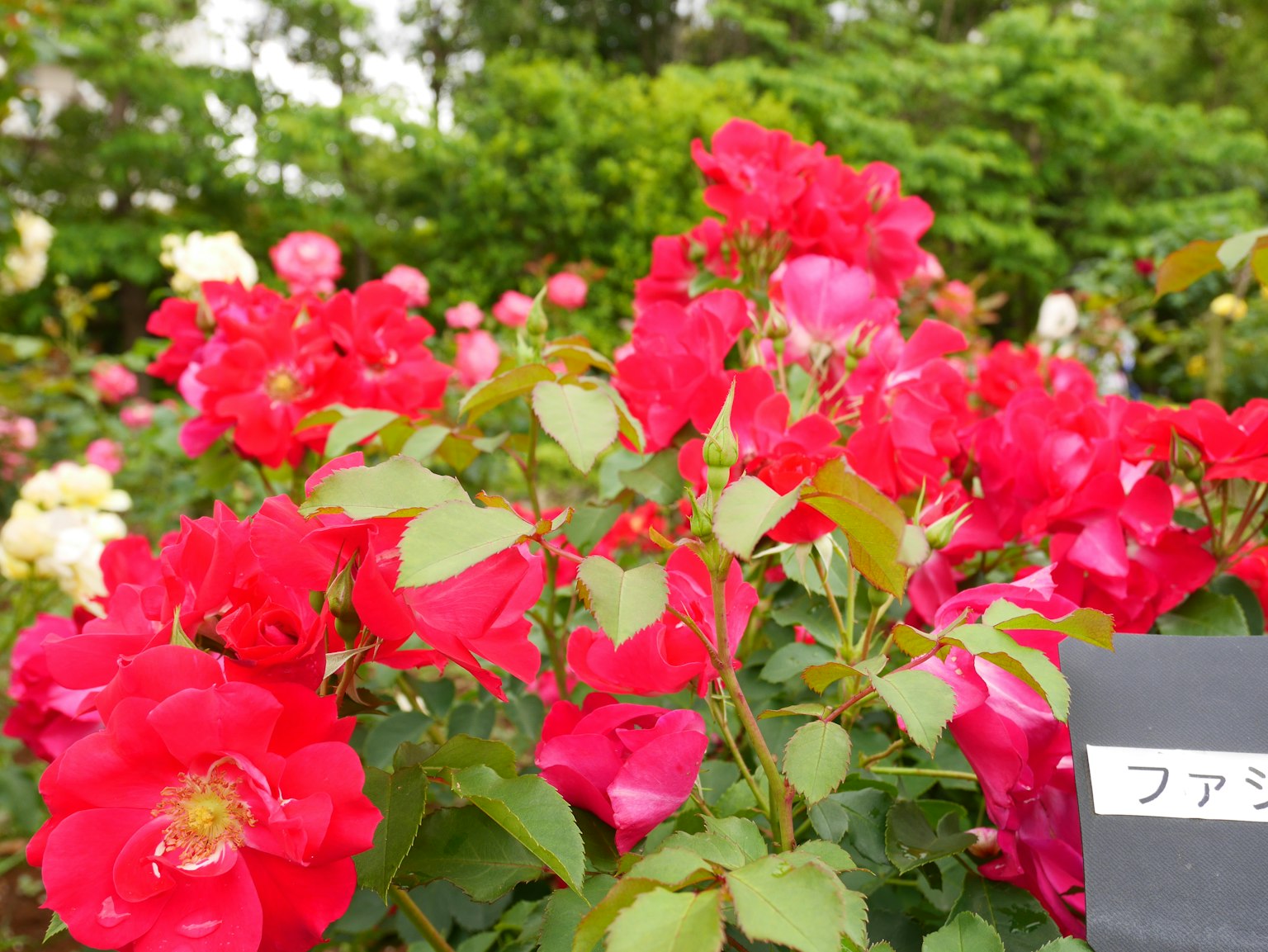 Vibrant red roses blooming with green leaves in the background