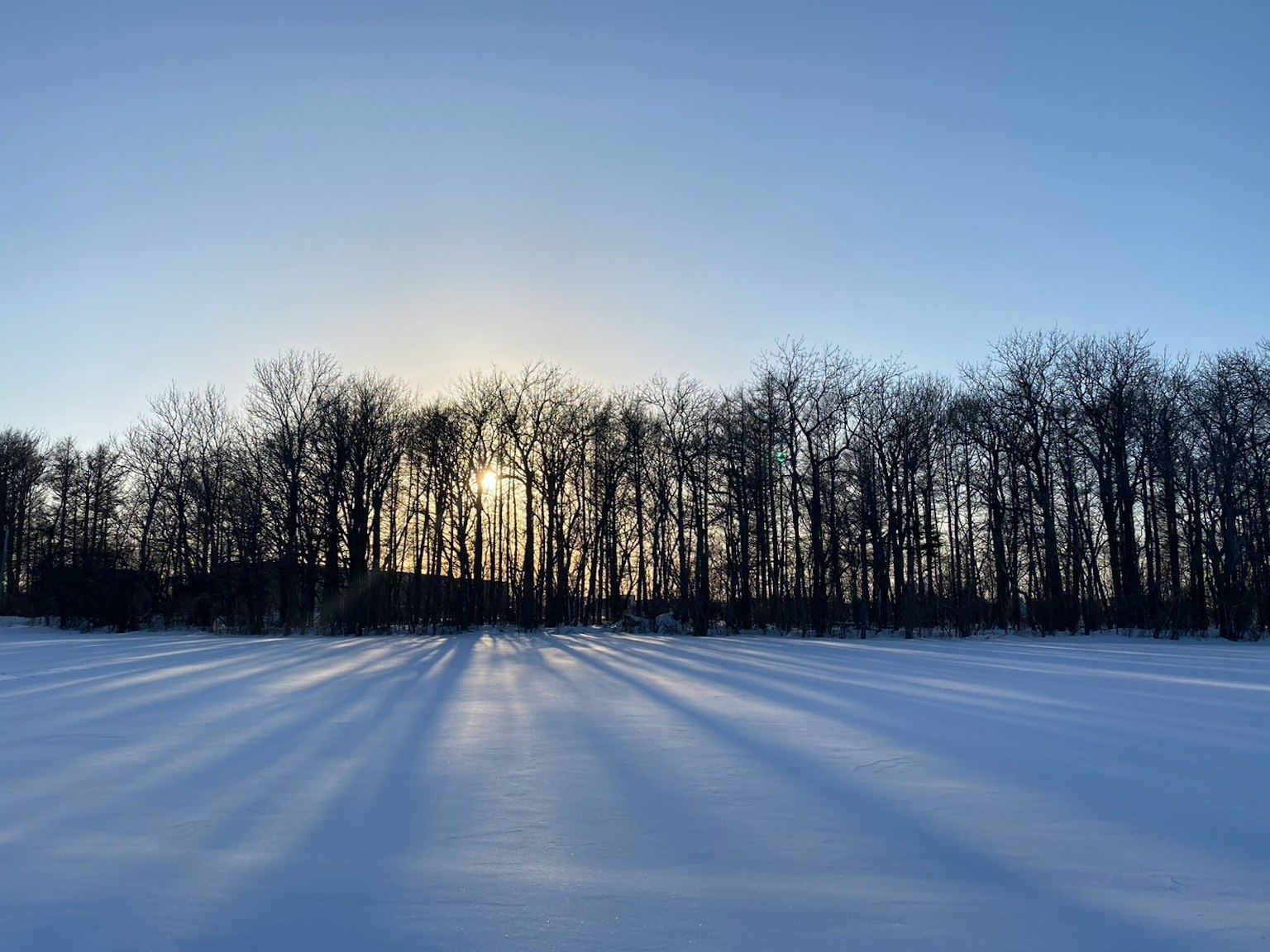 Schneebedecktes Feld mit Silhouetten von Bäumen und Sonnenlicht