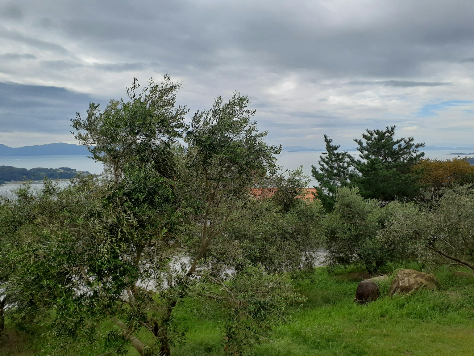 Eine Landschaft mit Olivenbäumen und grünem Gras mit fernen Bergen und einem Gewässer