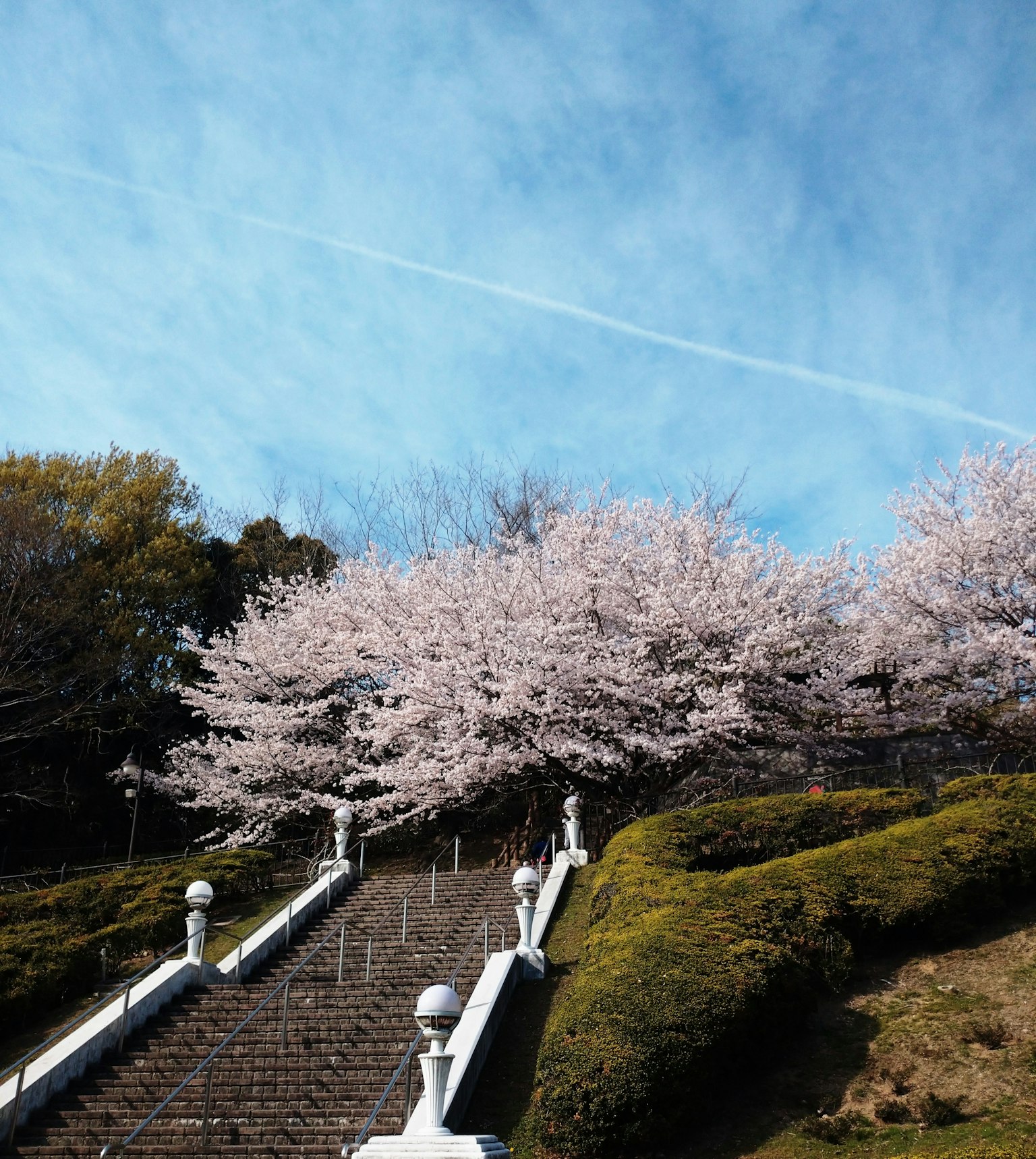 Malersicher Blick auf Kirschbäume und Treppen unter einem blauen Himmel