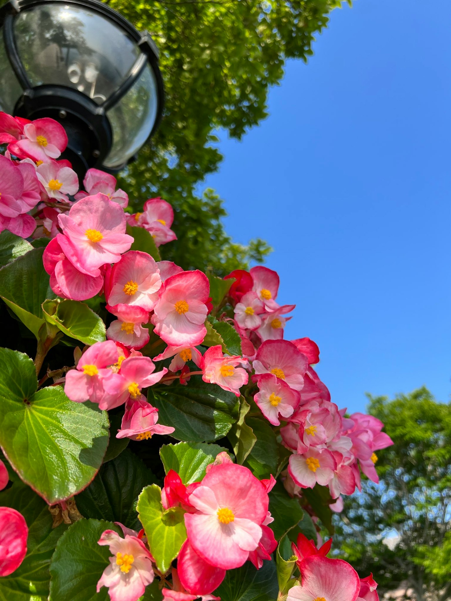 Fiori di begonia rosa che fioriscono sotto un cielo azzurro brillante con un lampione