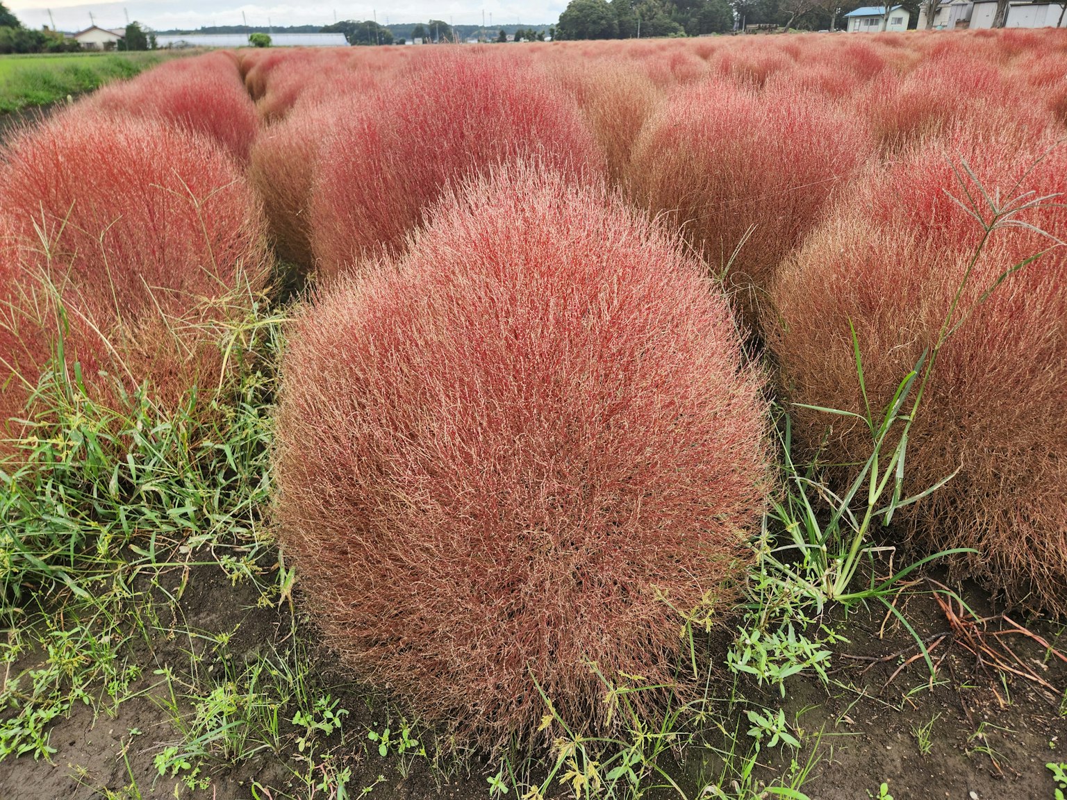 Un paysage avec des groupes de plantes kochia rouges