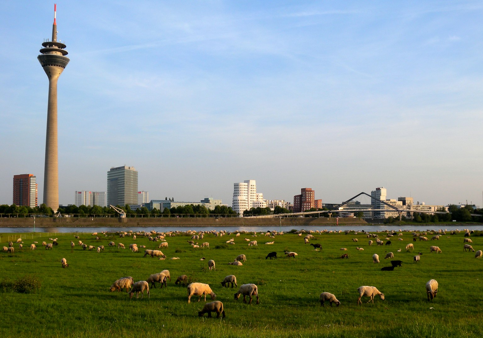 Tháp truyền hình Düsseldorf với một đàn cừu đang gặm cỏ trên đồng cỏ xanh