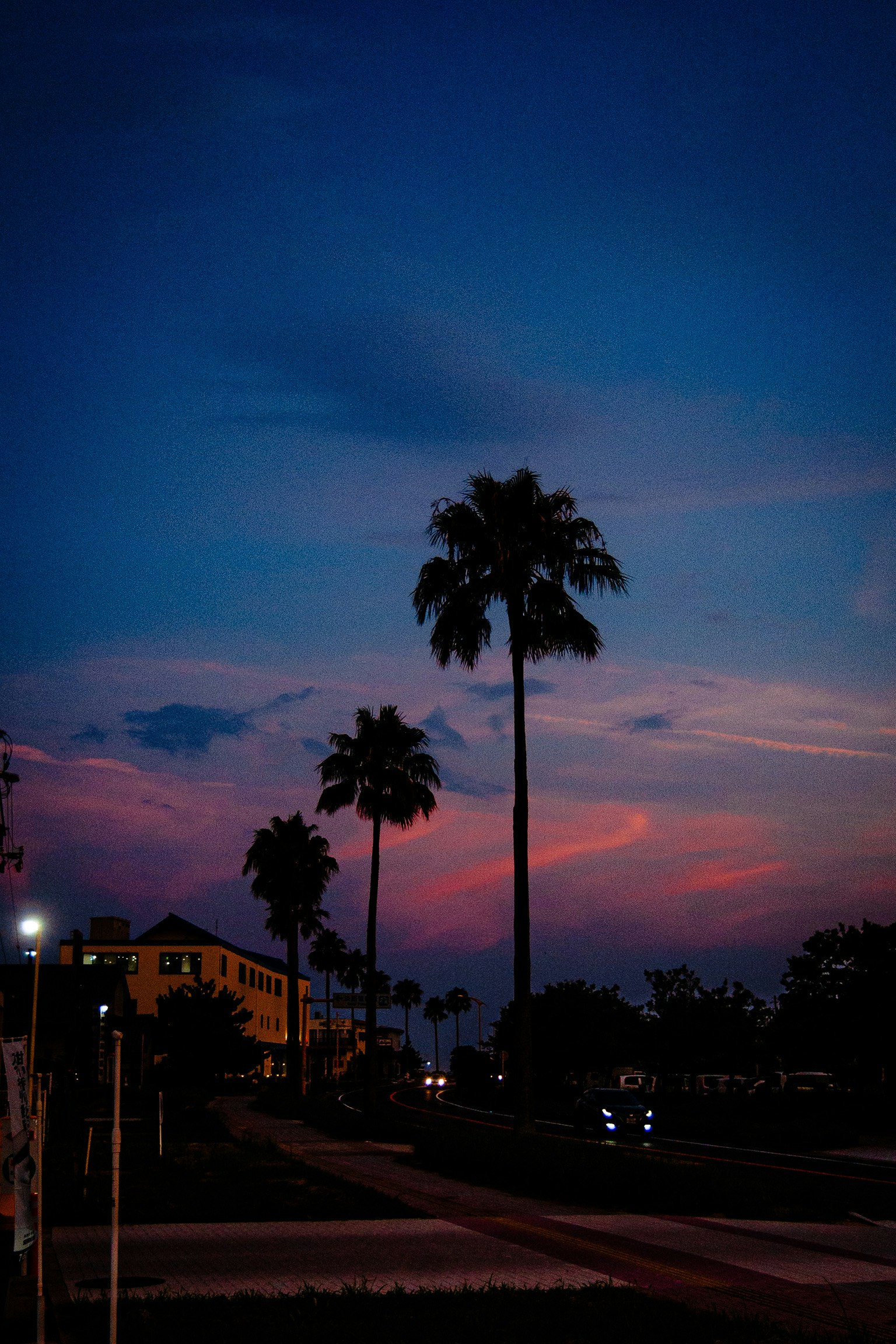 Silhouette pohon palem di latar belakang langit senja dengan awan berwarna dan lampu jalan