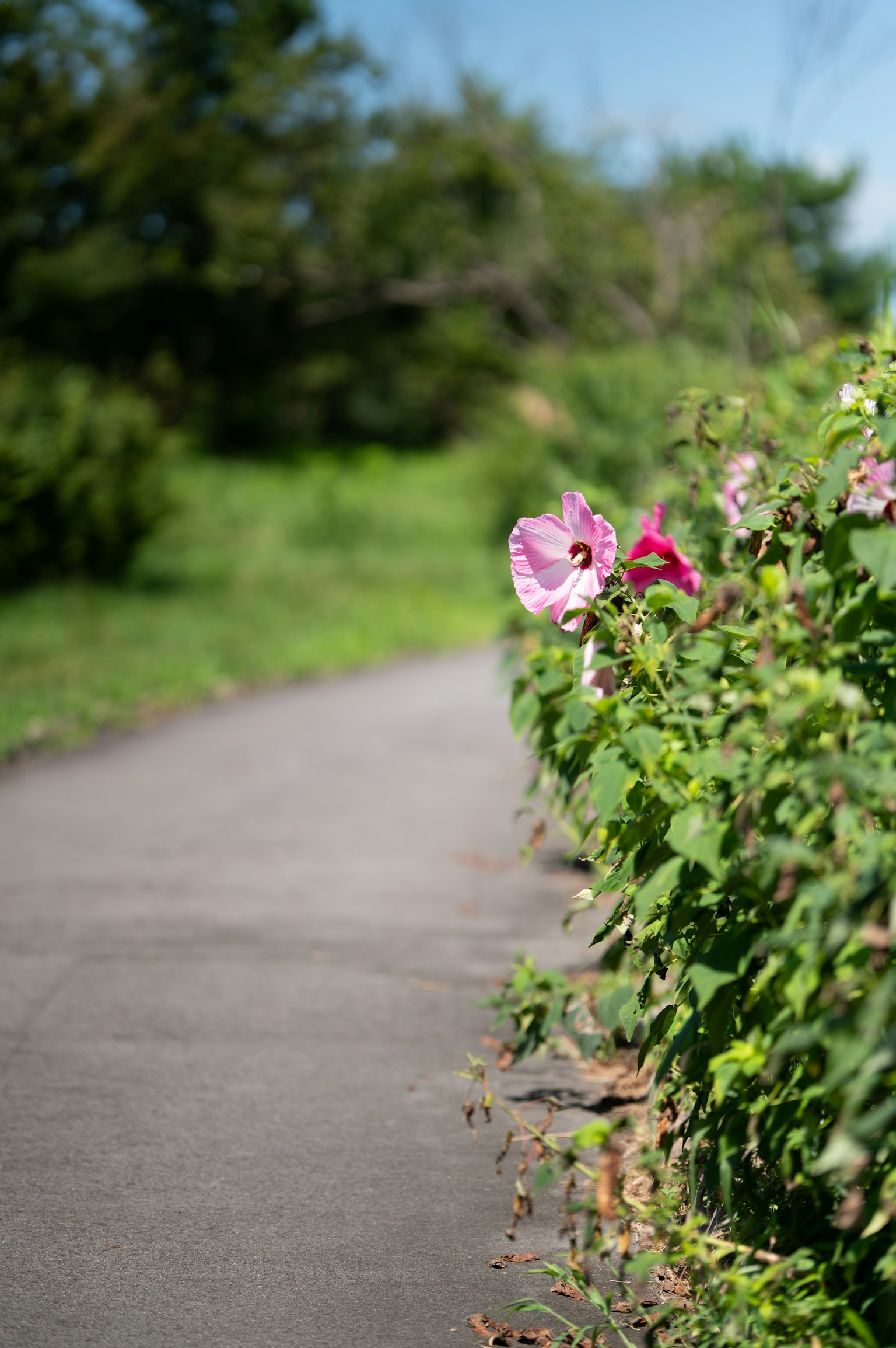 Paved path with colorful flowers along green foliage