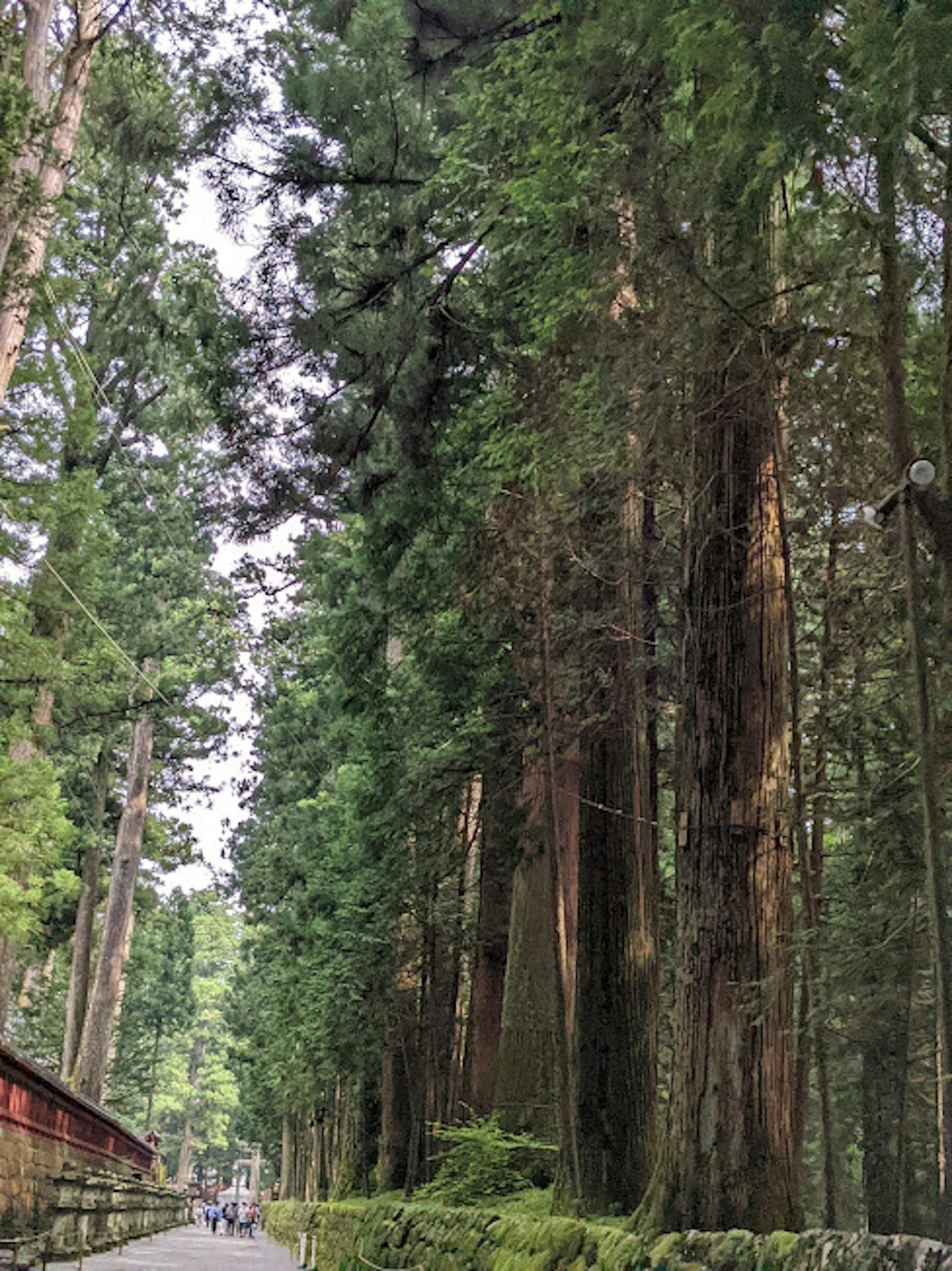 Camino a través de un bosque con altos árboles