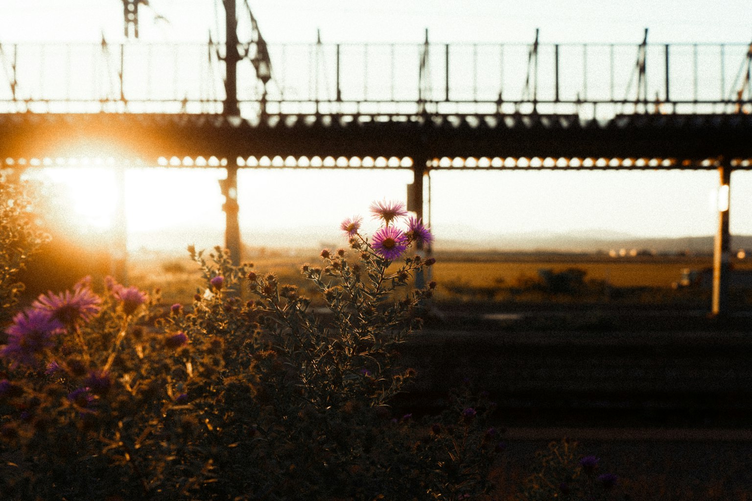 Alba su un campo con fiori viola e un ponte ferroviario