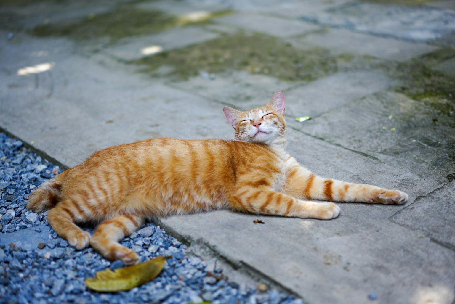 橙色条纹猫躺在石铺上