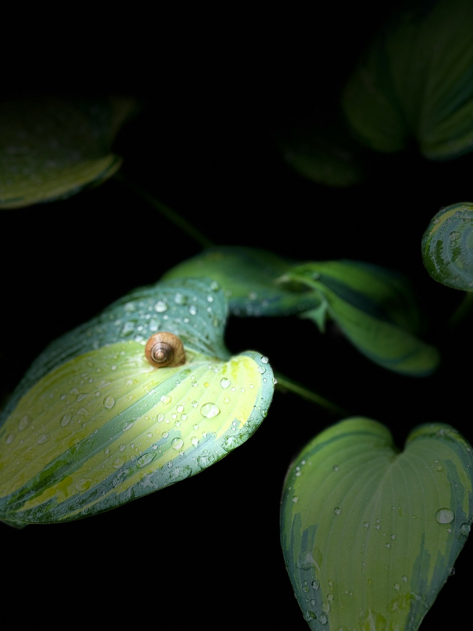 Primo piano di foglie verdi e gialle con gocce d'acqua
