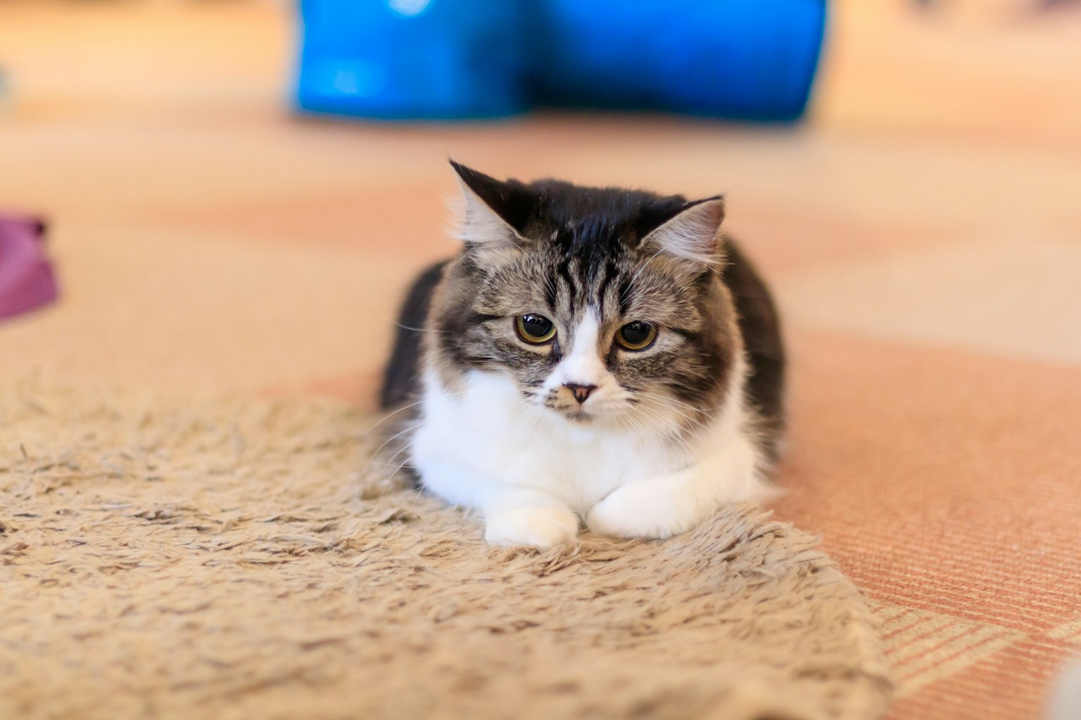 Eine flauschige Katze ruht auf einem Fellteppich mit einem blauen Tunnel im Hintergrund