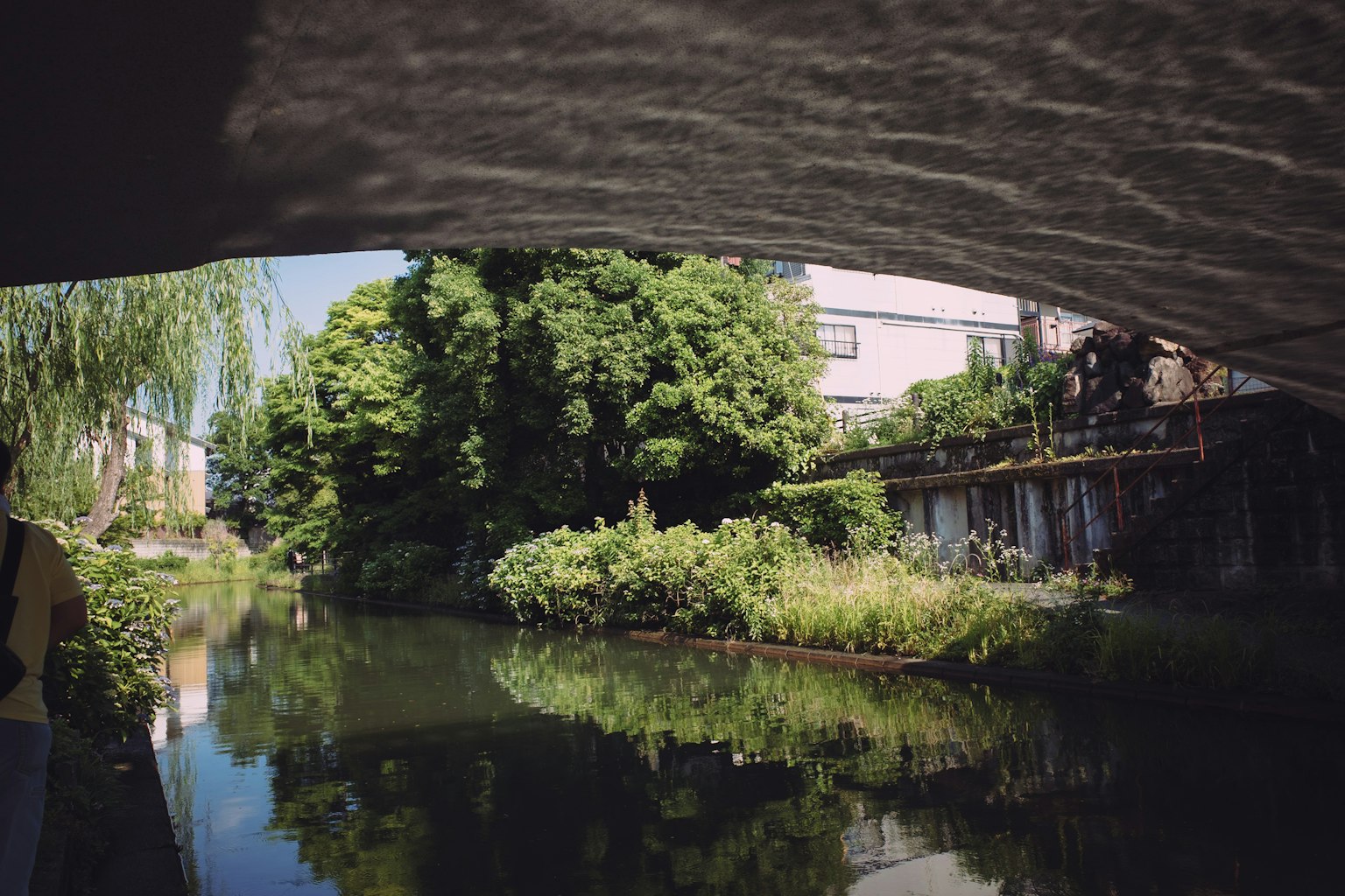 Paesaggio verde sotto un ponte con riflessi nell'acqua