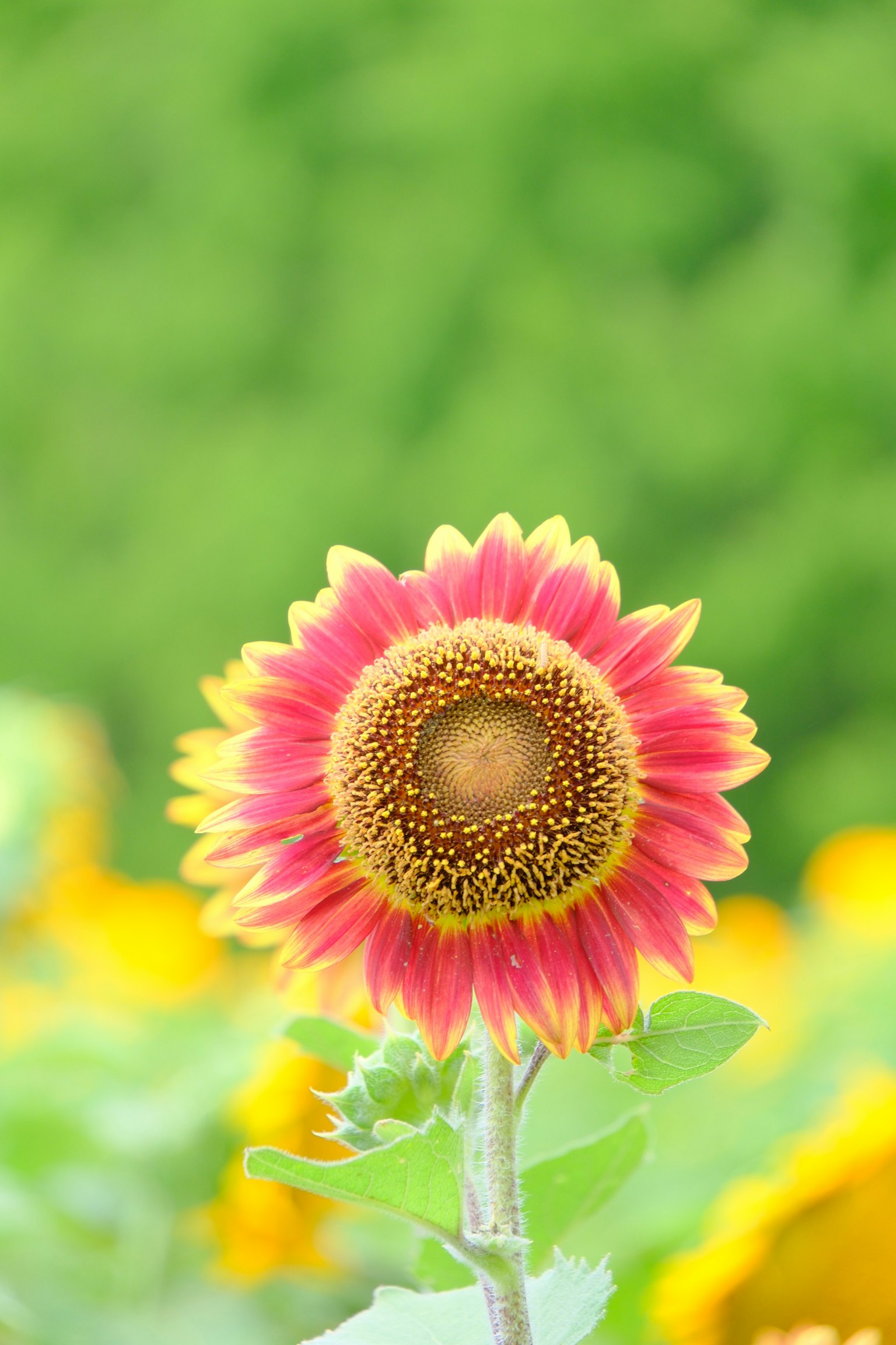 Vibrant pink and yellow sunflower in focus with a blurred green background