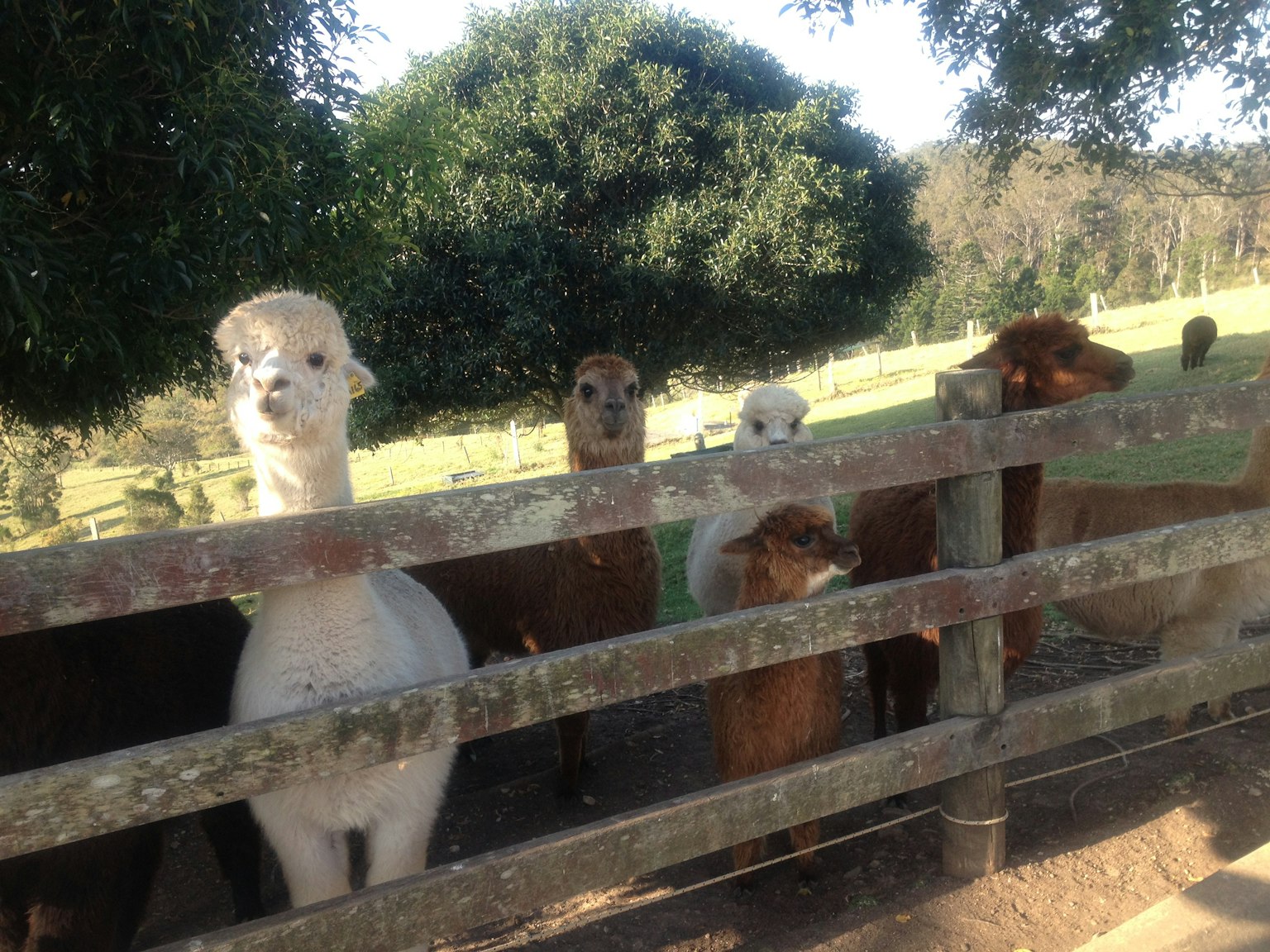 Lamas stehen hinter einem Holzzaun mit grünen Bäumen im Hintergrund