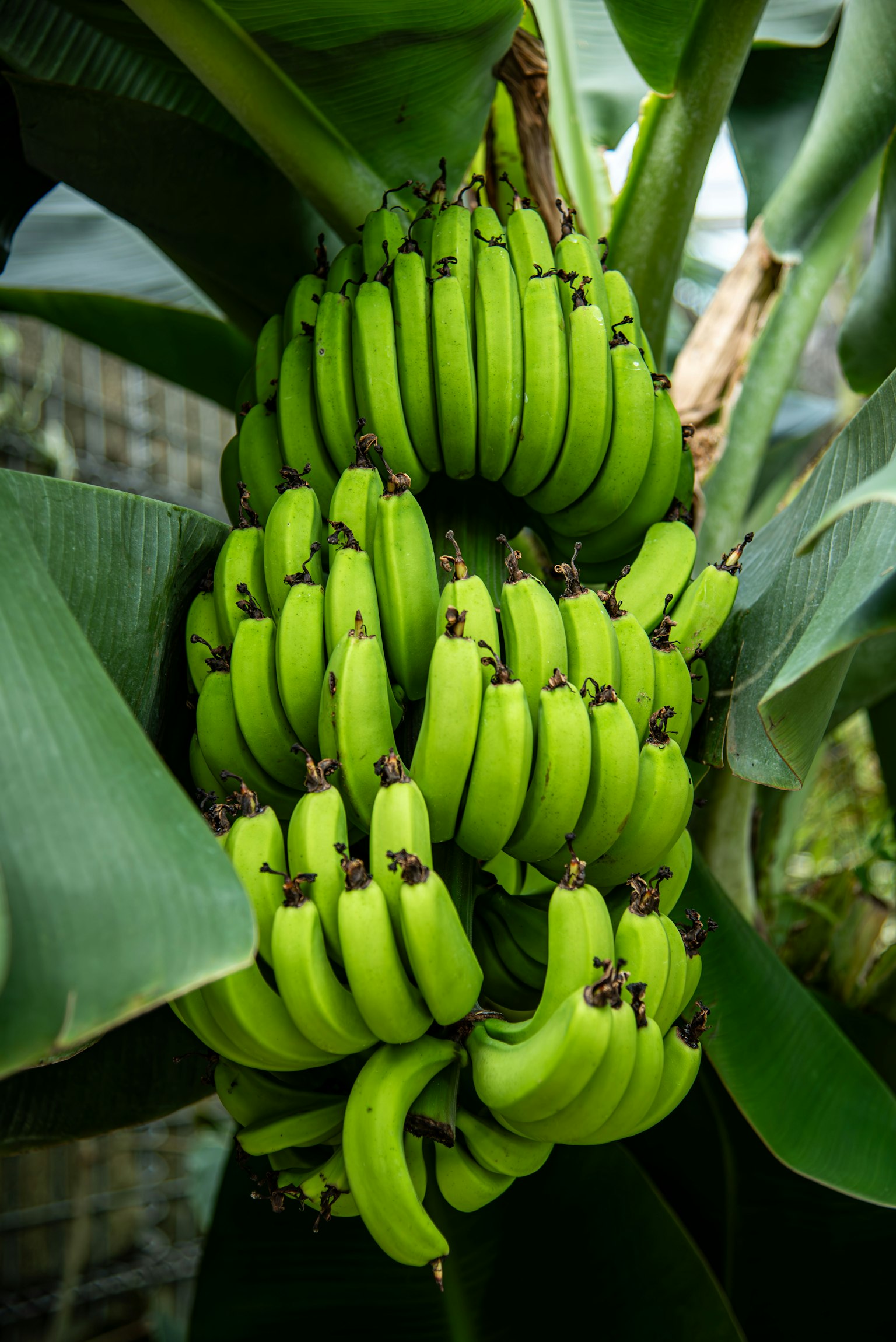 Un grappolo di banane verdi appeso a un albero