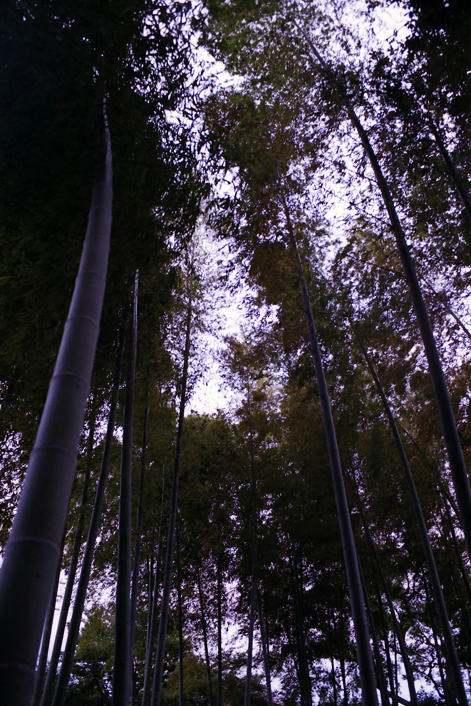 Vue vers le haut d'une forêt de bambous tiges de bambou hautes s'élevant vers le ciel