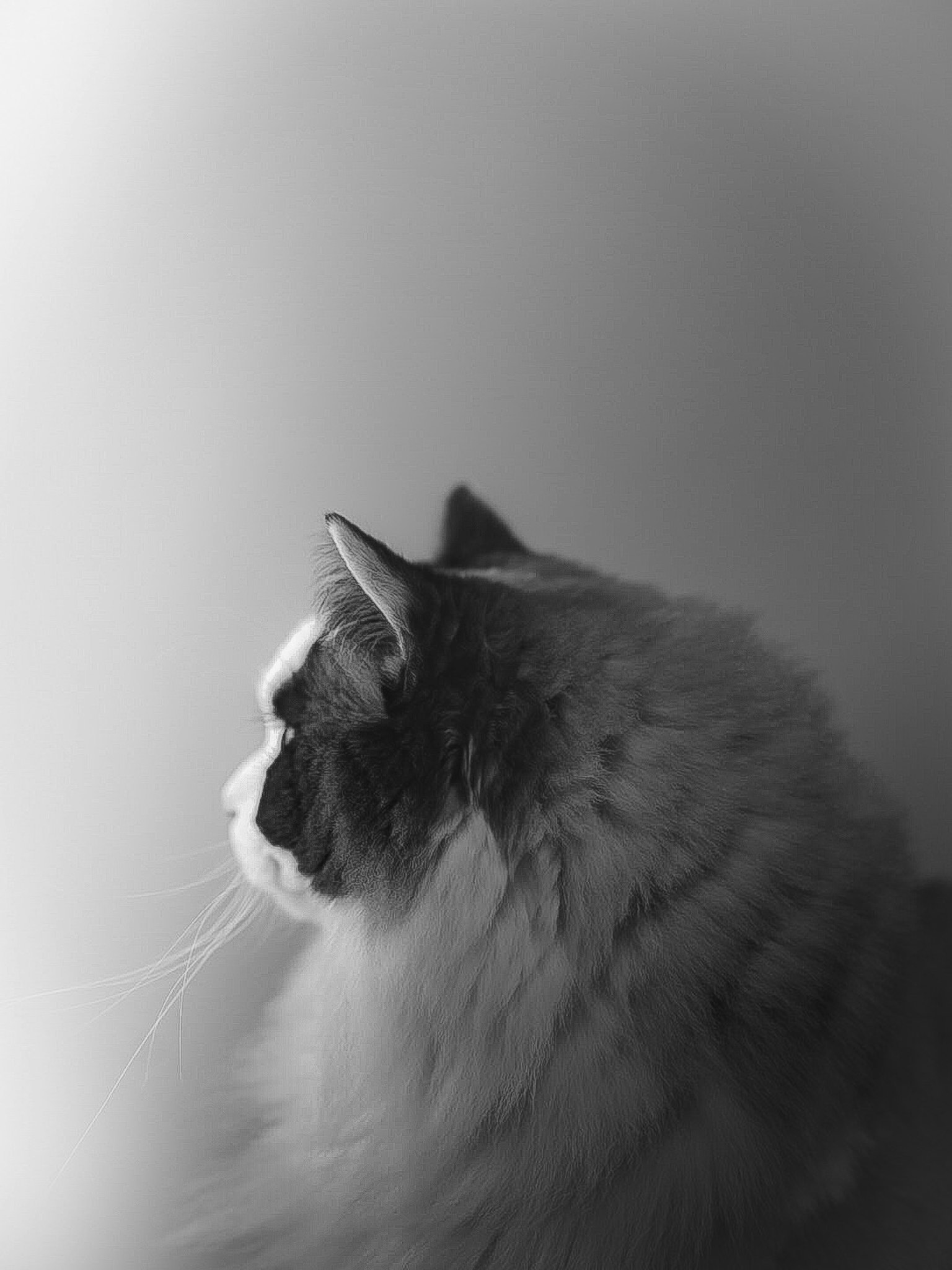 Un profil gracieux d'un chat noir et blanc