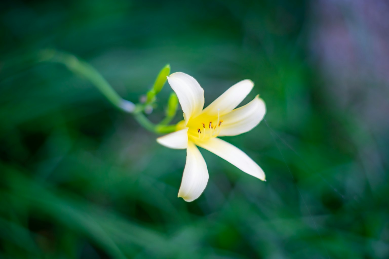 Cận cảnh hoa trắng nở trên nền xanh