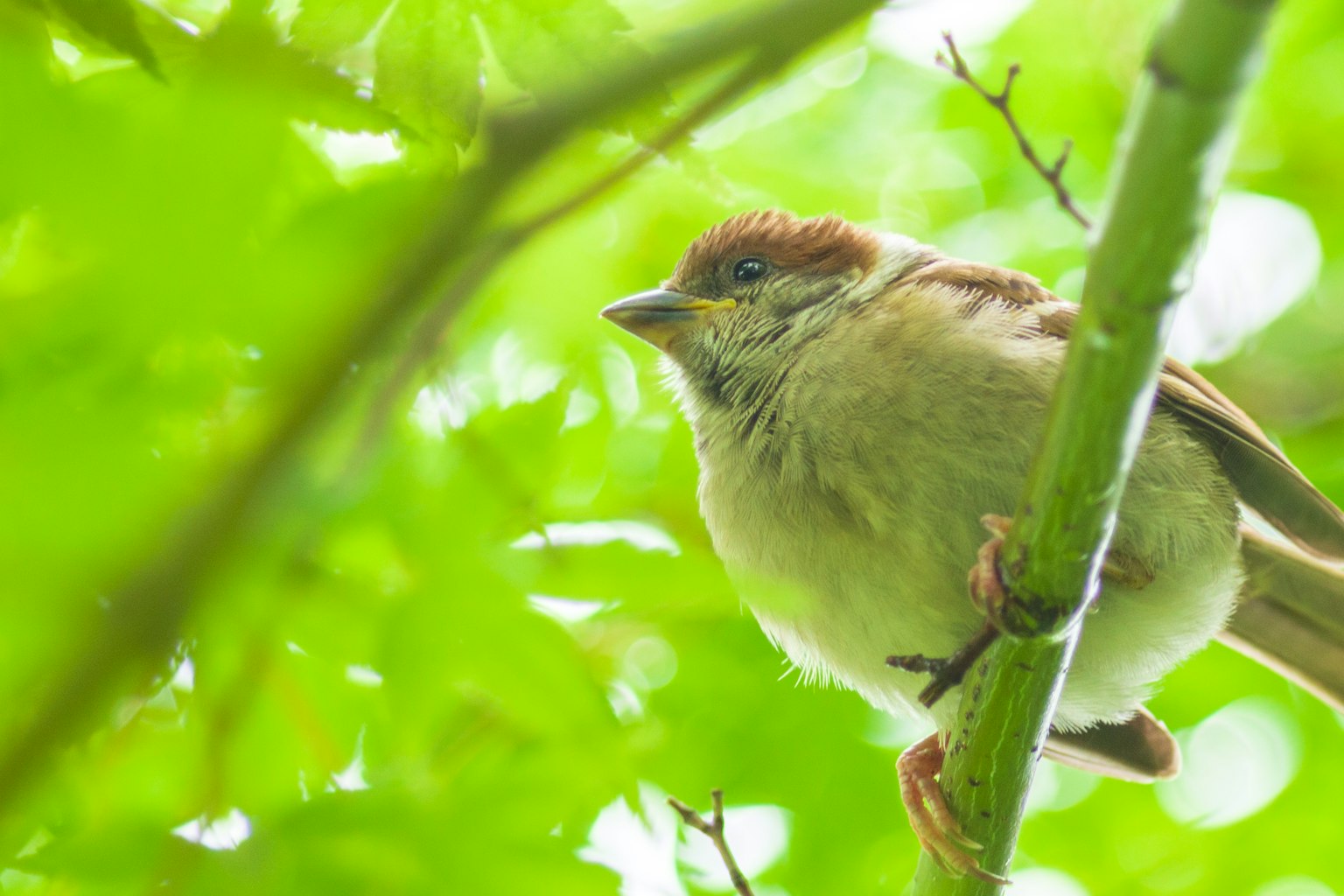 Close-up of a small bird among green leaves