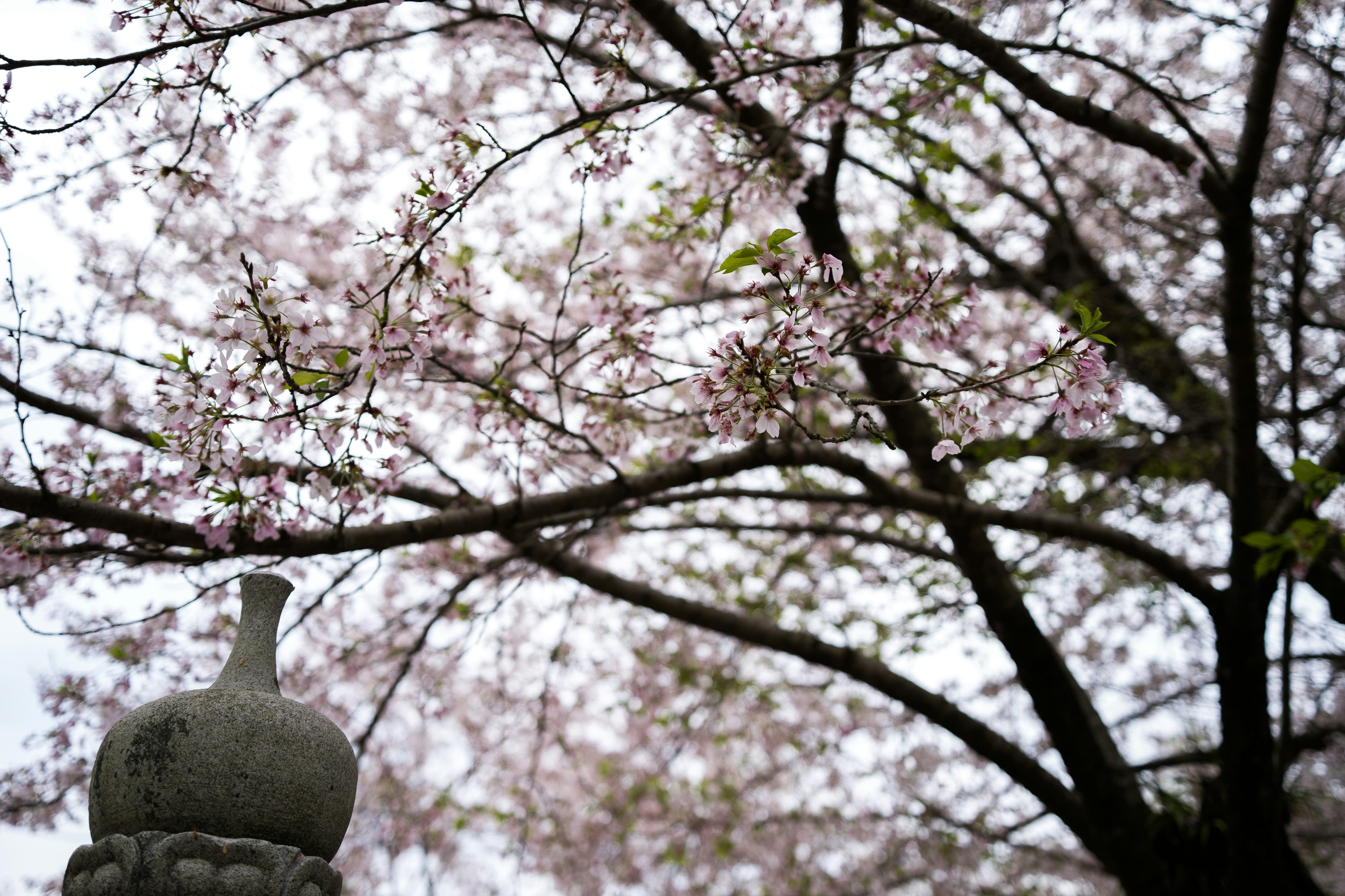 桜の花が咲く木の下に置かれた陶器の花瓶の画像