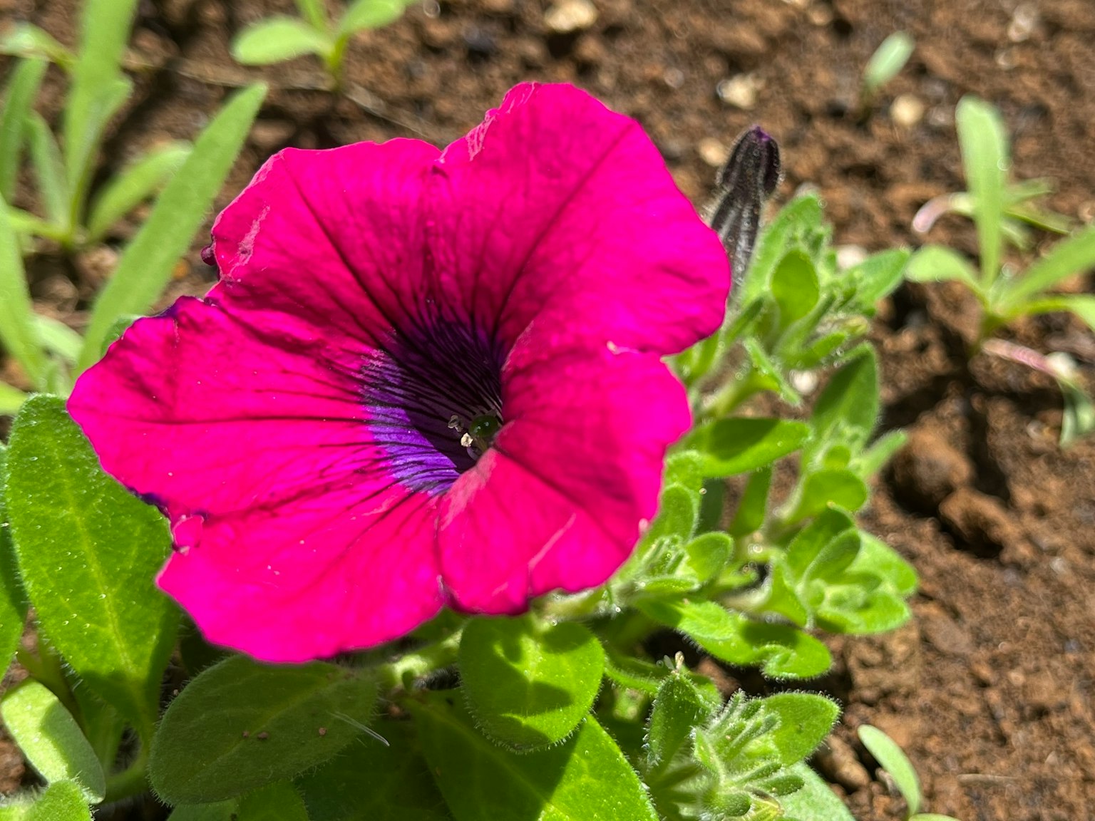 鲜艳的紫色矮牵牛花在绿叶中绽放