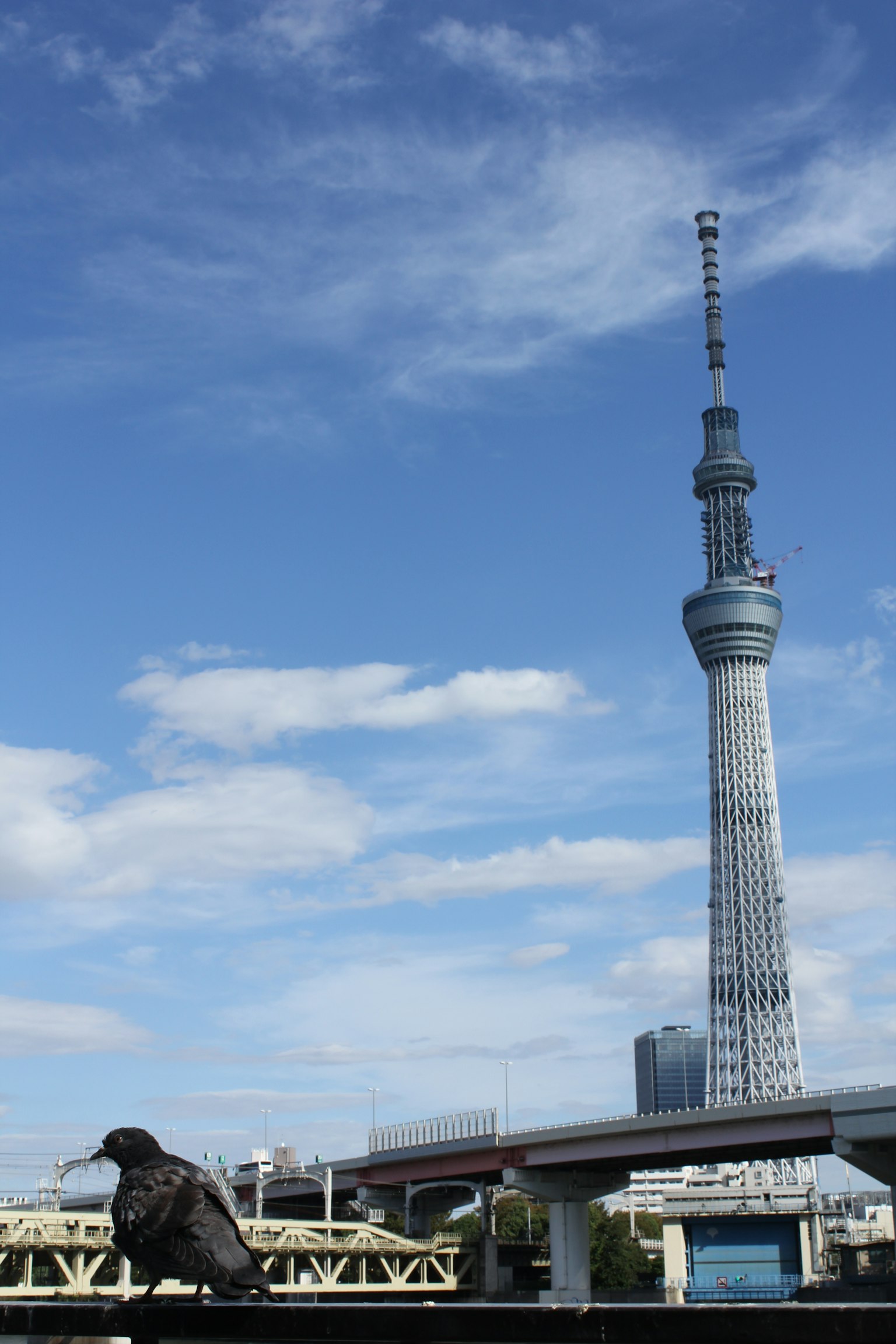 Crow in front of Tokyo Skytree with blue sky