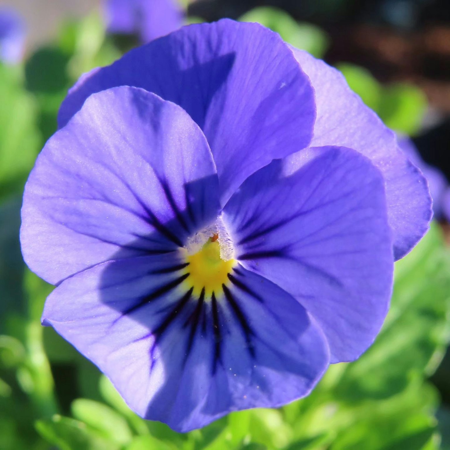Close-up bunga pansy ungu yang cerah