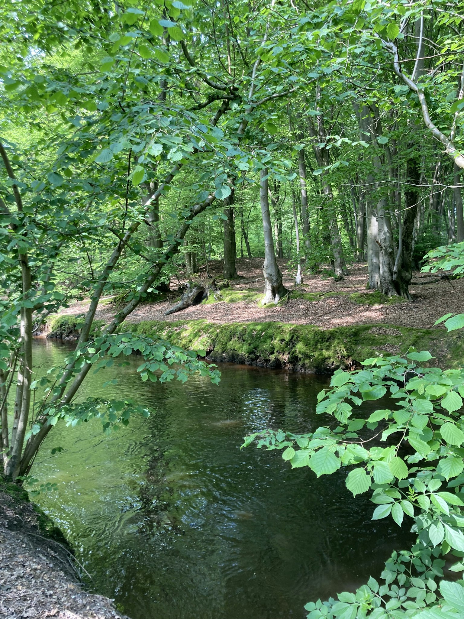 郁郁葱葱的森林中流淌的宁静小溪的美景