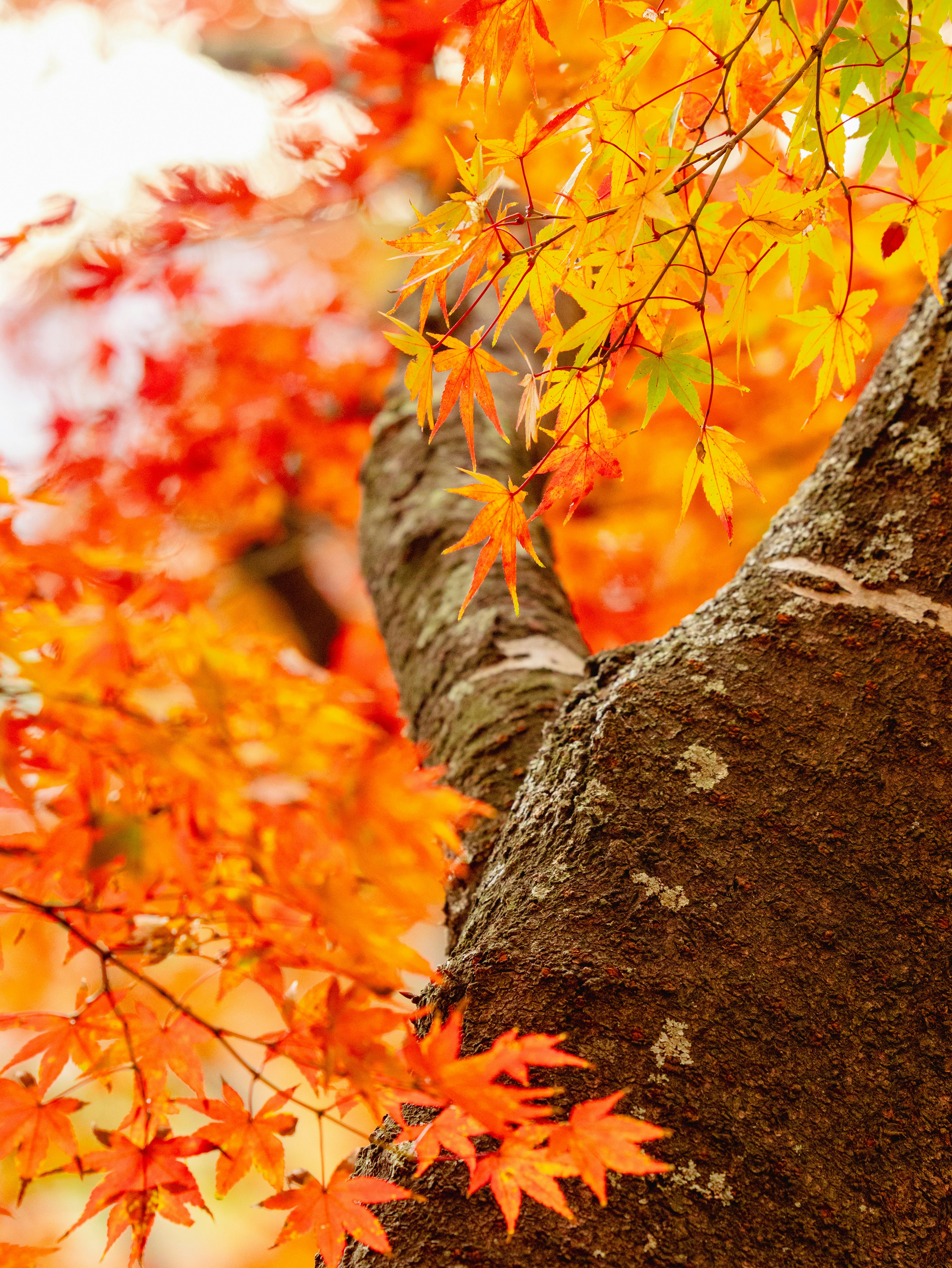 紅葉の木の幹に寄り添う色づいた葉
