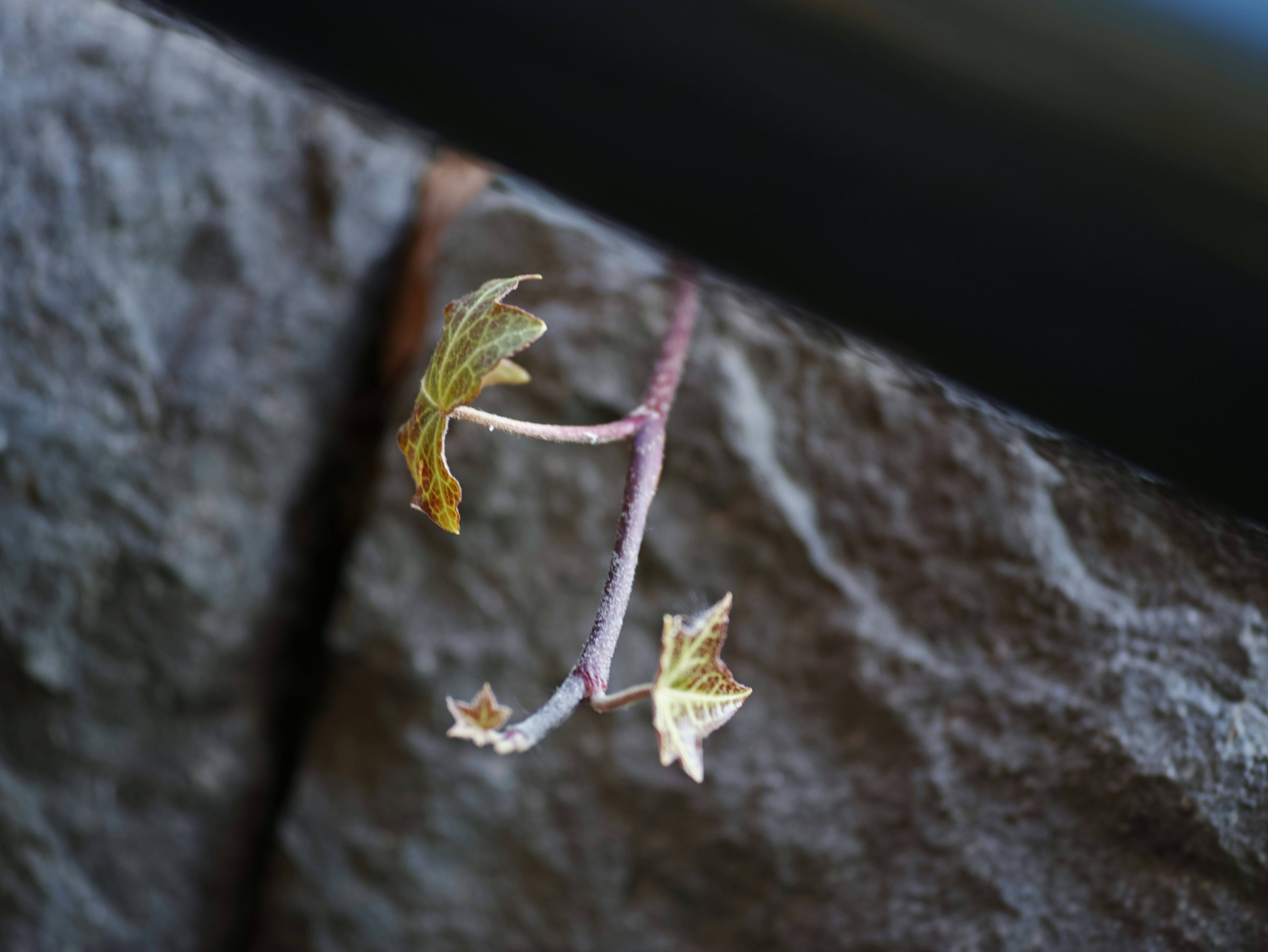 石头上的枯叶与细茎特写