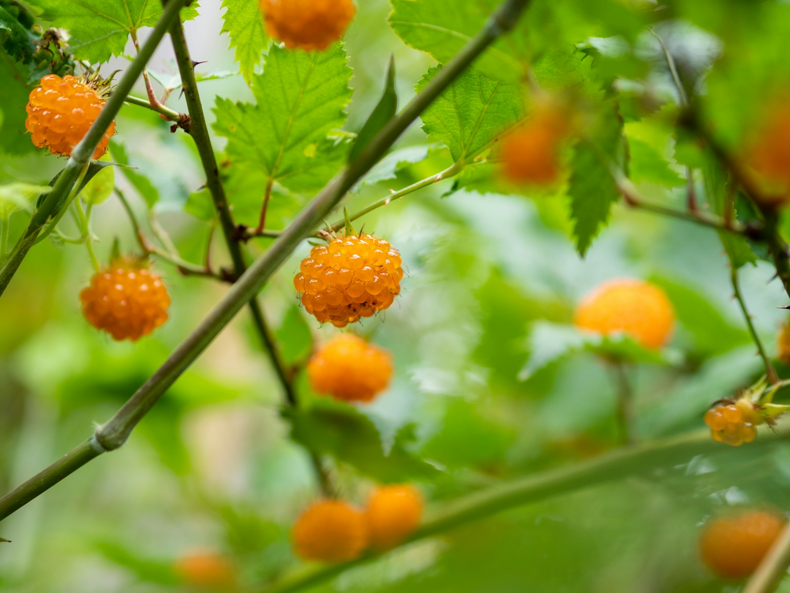 Primo piano di frutti arancioni che crescono tra le foglie verdi