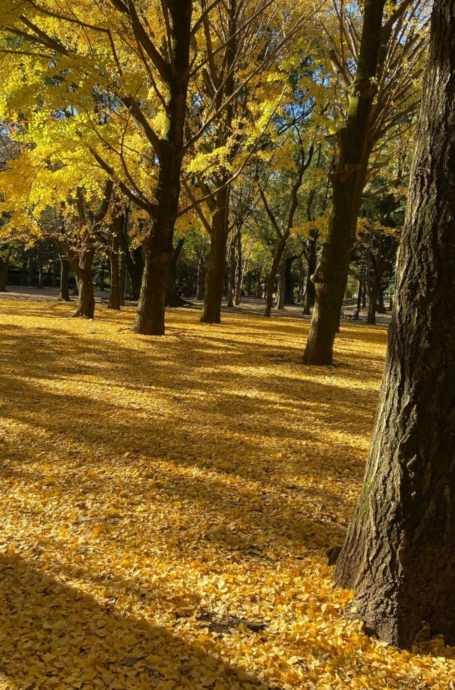 Scène de parc avec des arbres couverts de feuilles jaunes